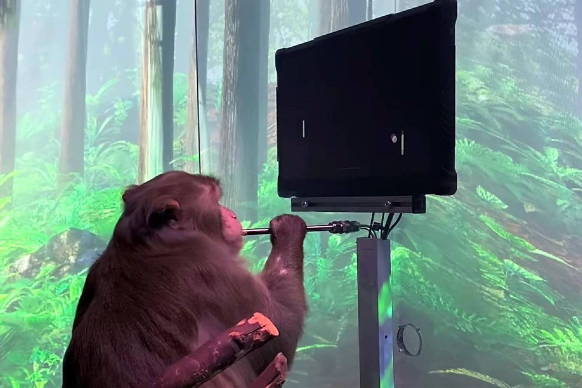 میمون نورالینک در حال بازی پونگ