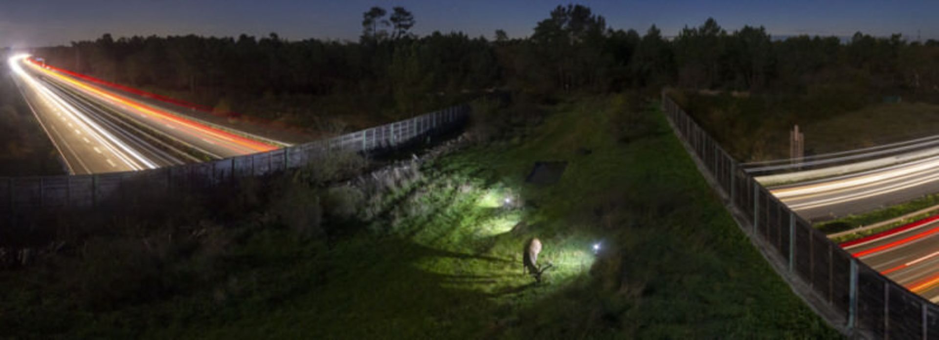 گوزنی بر فراز بزرگراه / امانوئل روندو /عکاسی محیط زیستی PA2F  