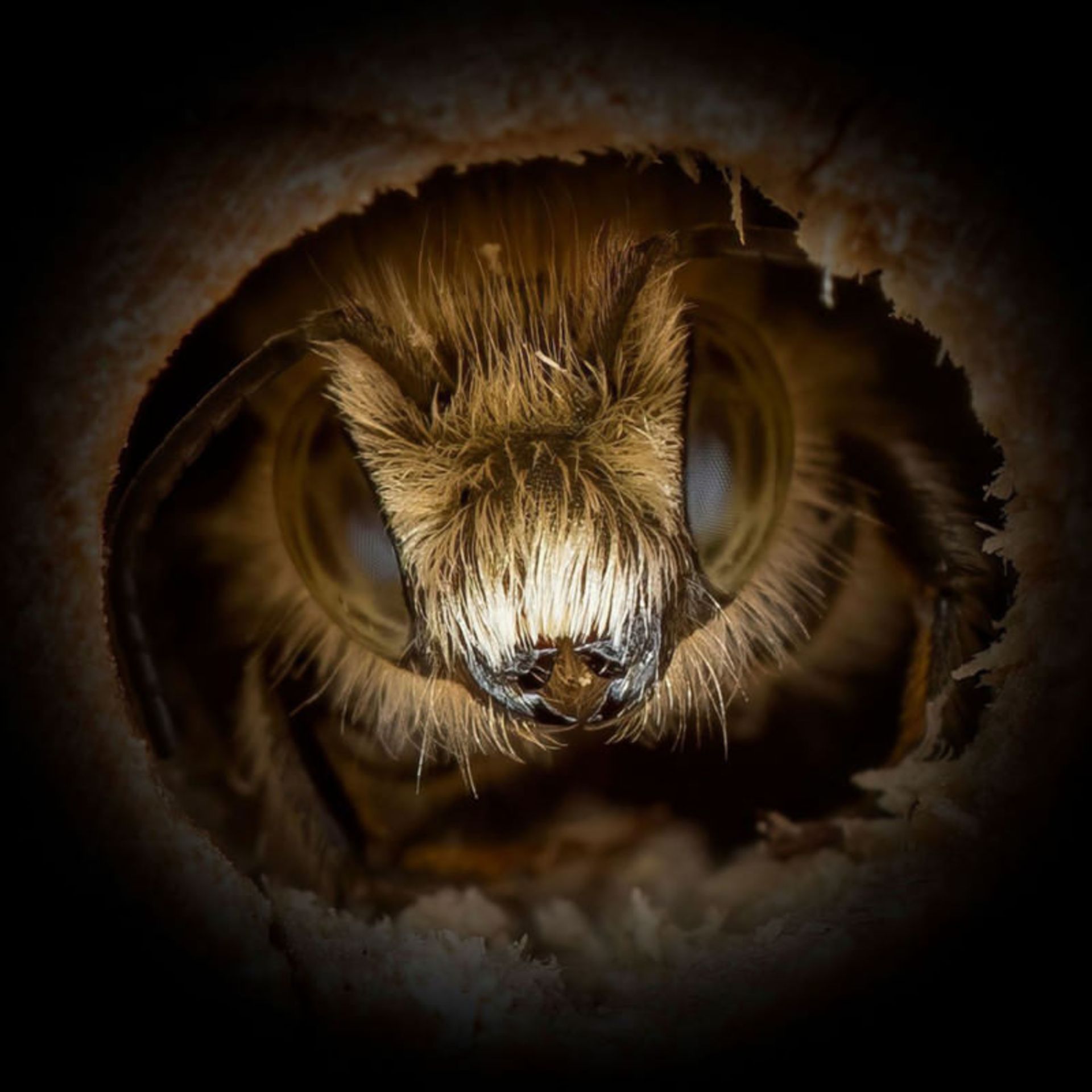 پرتره‌ی زنبورها / جاش فوروود