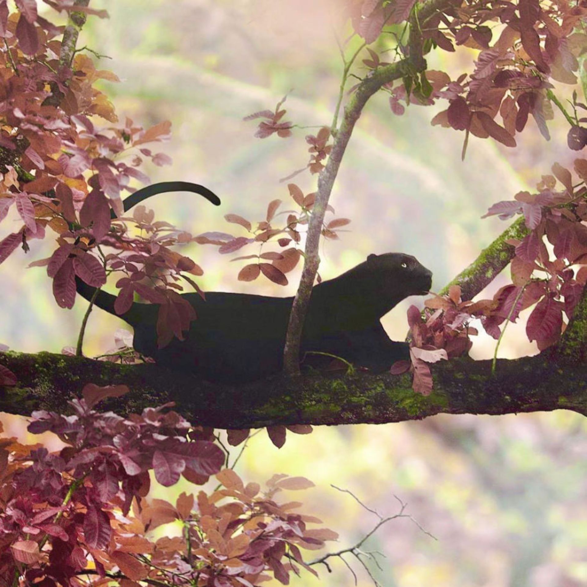 پلنگ سیاه روی درخت در حال استراحت / شاز جاگ