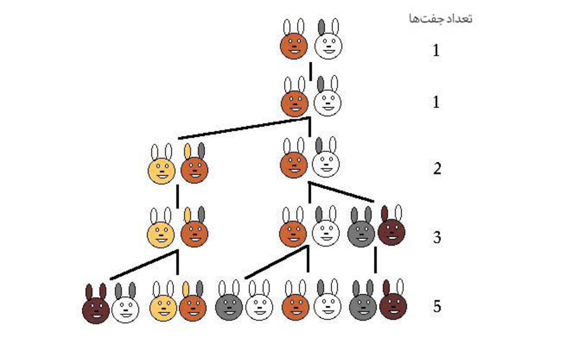 مسئله زاد و ولد خرگوش فیبوناچی