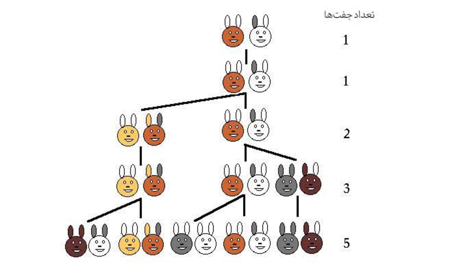 مسئله زاد و ولد خرگوش فیبوناچی