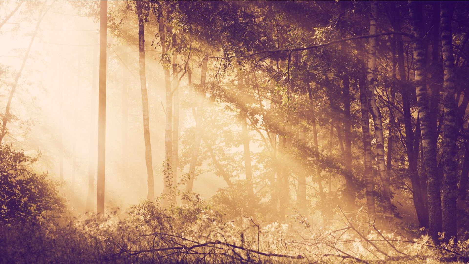 توکن NFT دو درجه