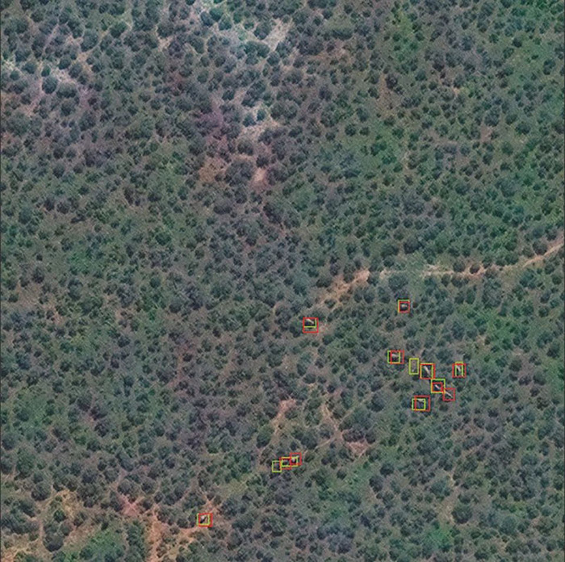 نظارت هوایی بر گونه‌ها