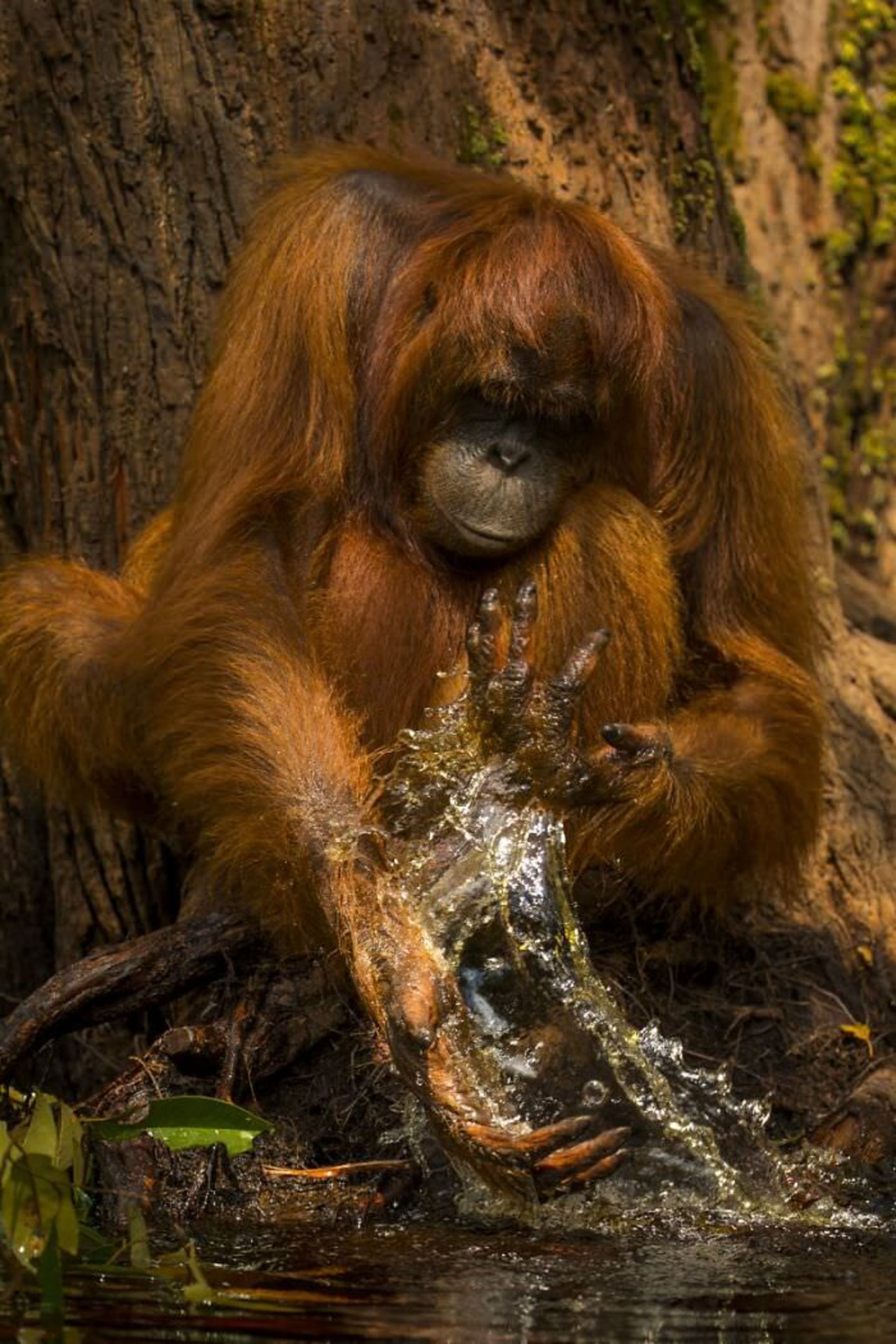 یک شامپانزه در حال شستن دست  / اوری و هلی لاویلد گلمن