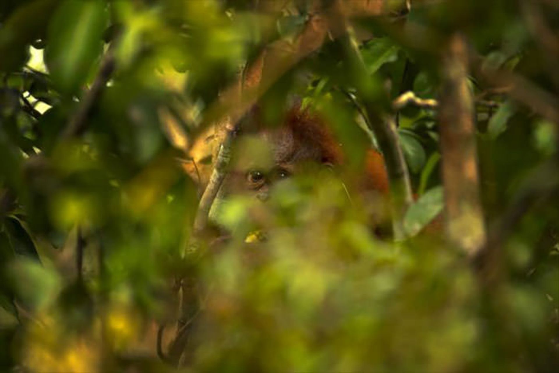 یک میمون پشت درخت  / اوری و هلی لاویلد گلمن