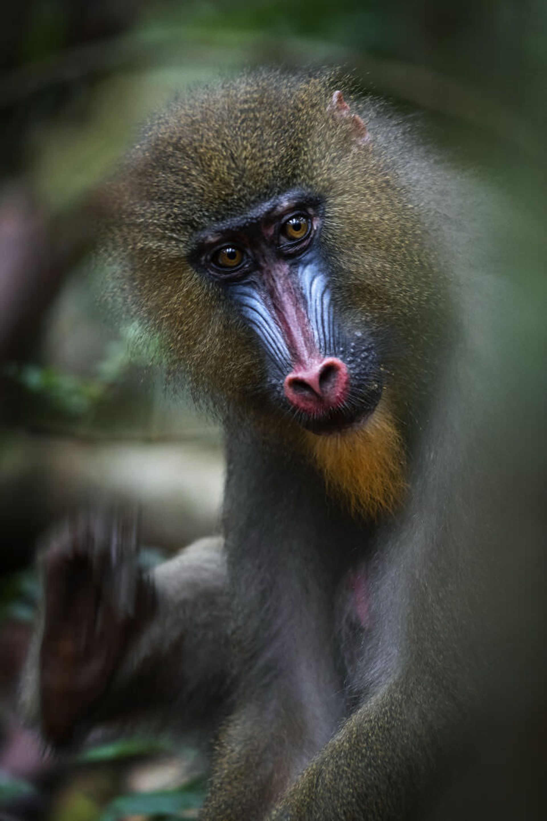 یک نوع میمون  / اوری و هلی لاویلد گلمن