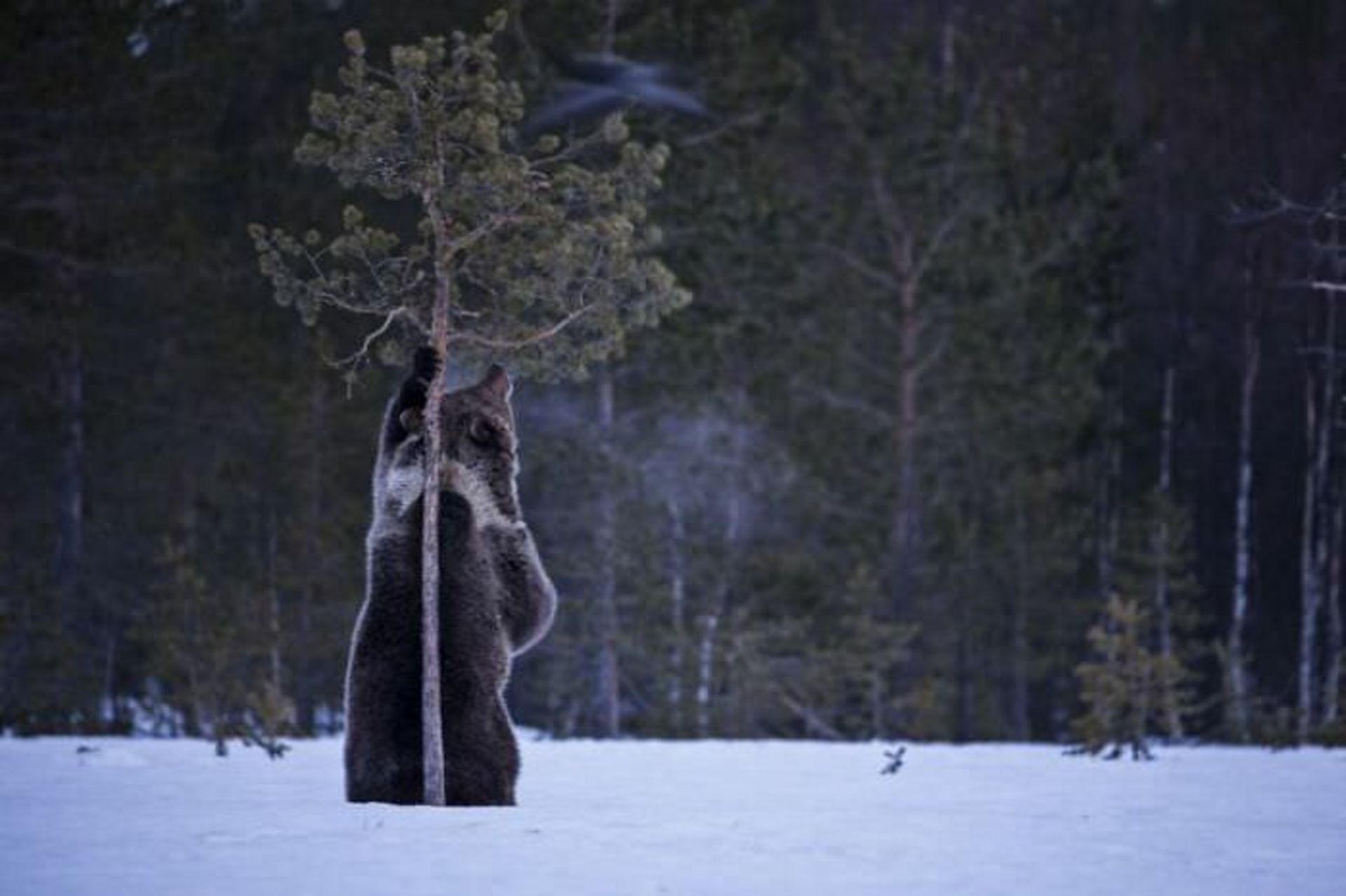  خرس گریزلی در حال تکاندن درخت / اوری و هلی لاویلد گلمن