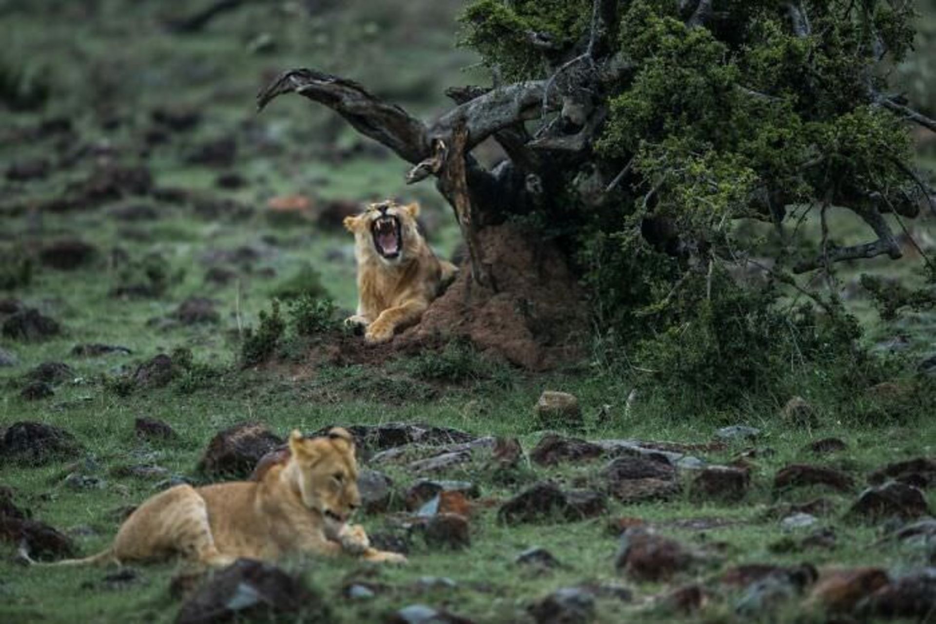 دو شیر استراحت  / اوری و هلی لاویلد گلمن