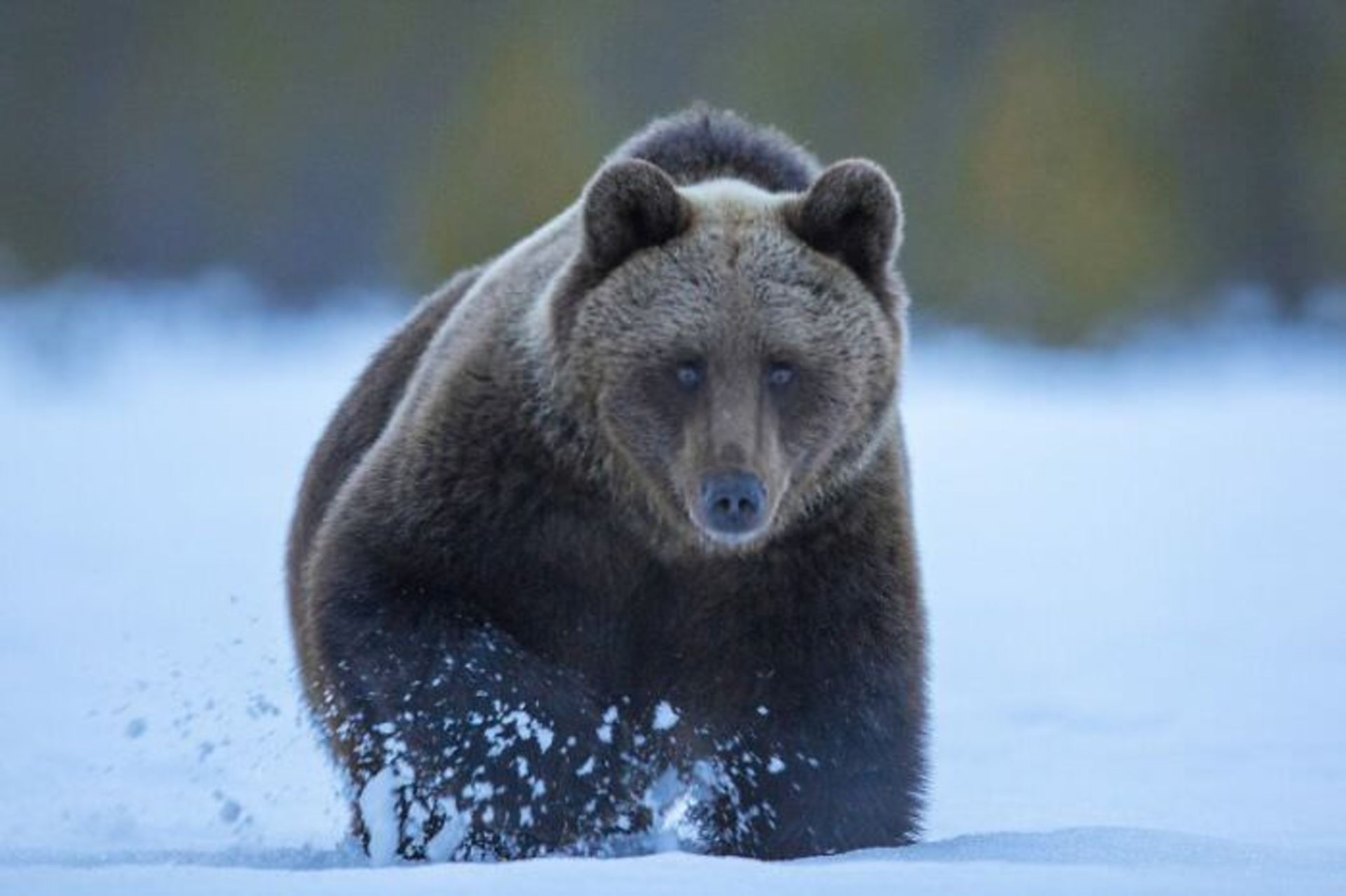 یک خرس گریزلی برف / اوری و هلی لاویلد گلمن