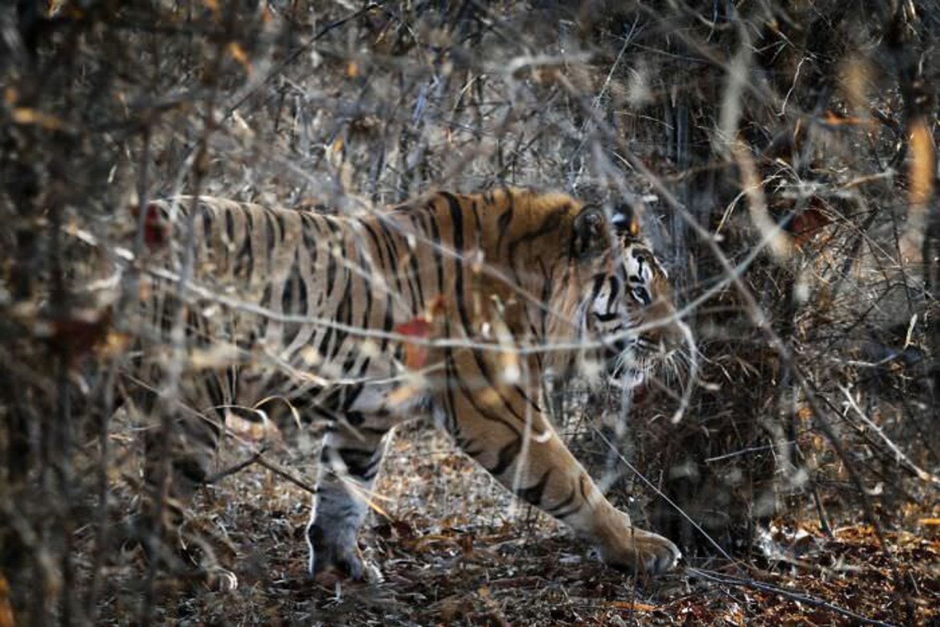ببر سرگردان / اوری و هلی لاویلد گلمن