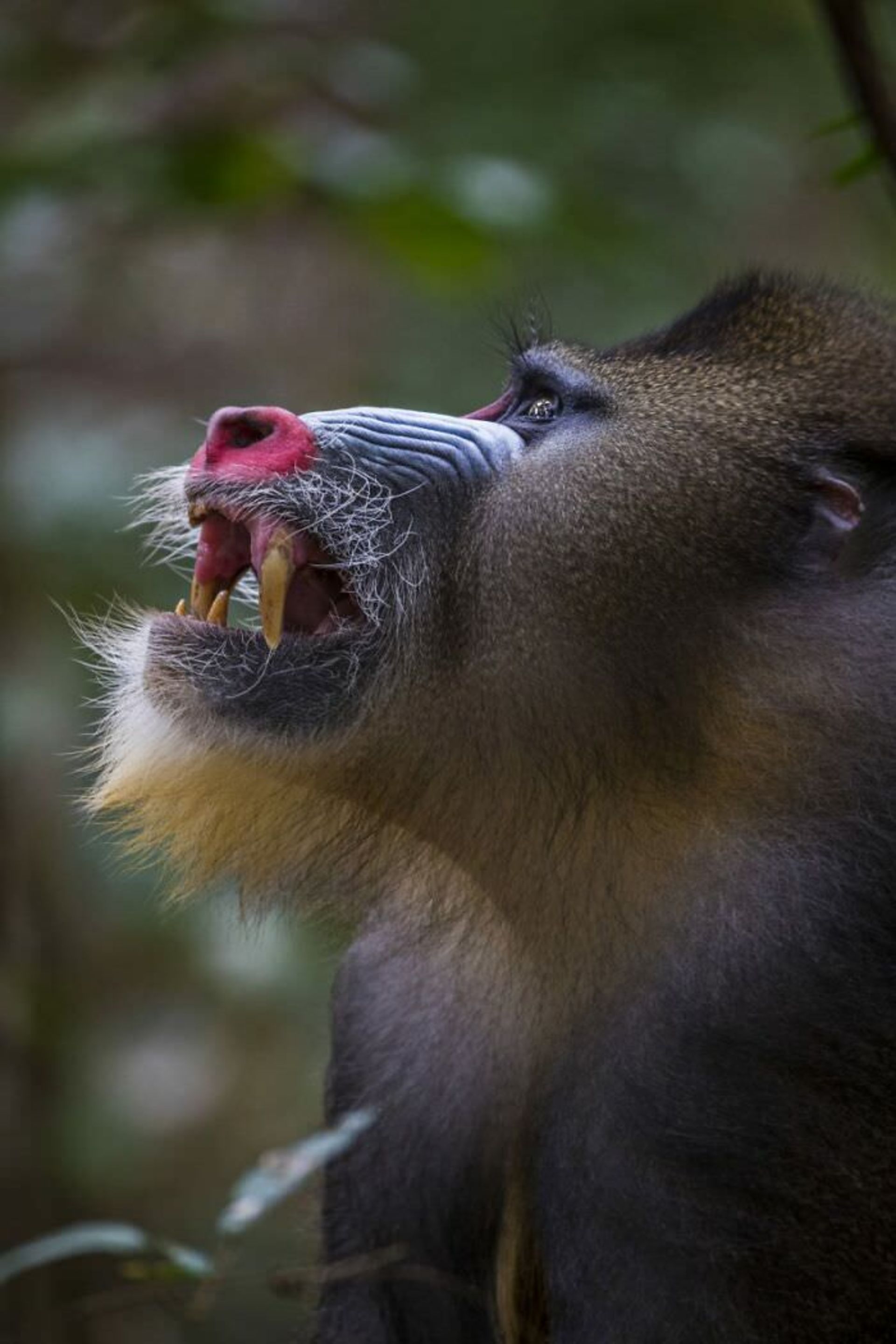 میمون نیم رخ / اوری و هلی لاویلد گلمن