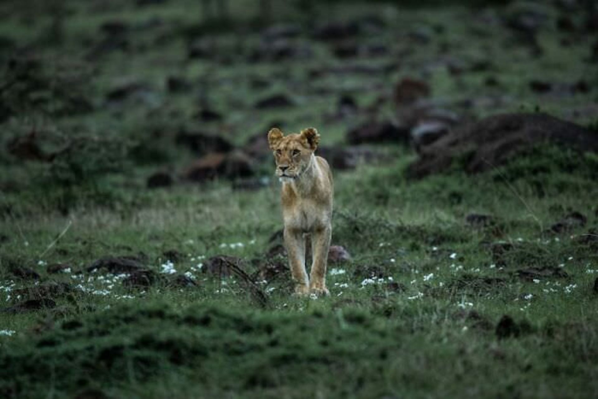 یک شیر وسط جنگل / اوری و هلی لاویلد گلمن