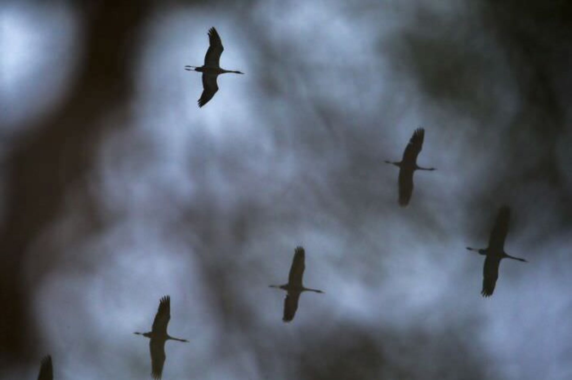 یک دسته پرنده در حال پرواز در آسمان / اوری و هلی لاویلد گلمن