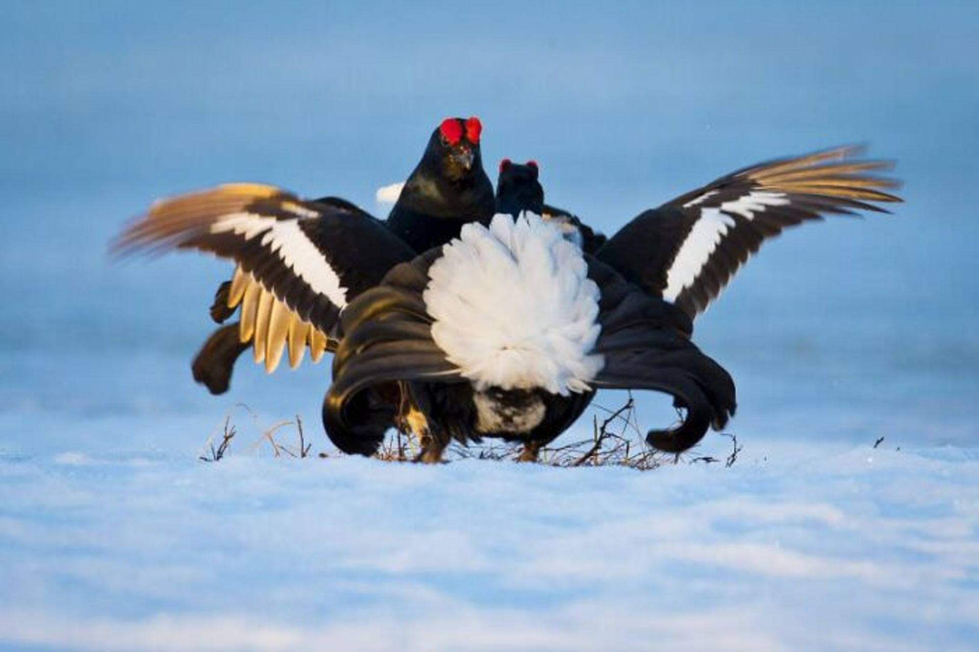 دو پرنده در برف / اوری و هلی لاویلد گلمن