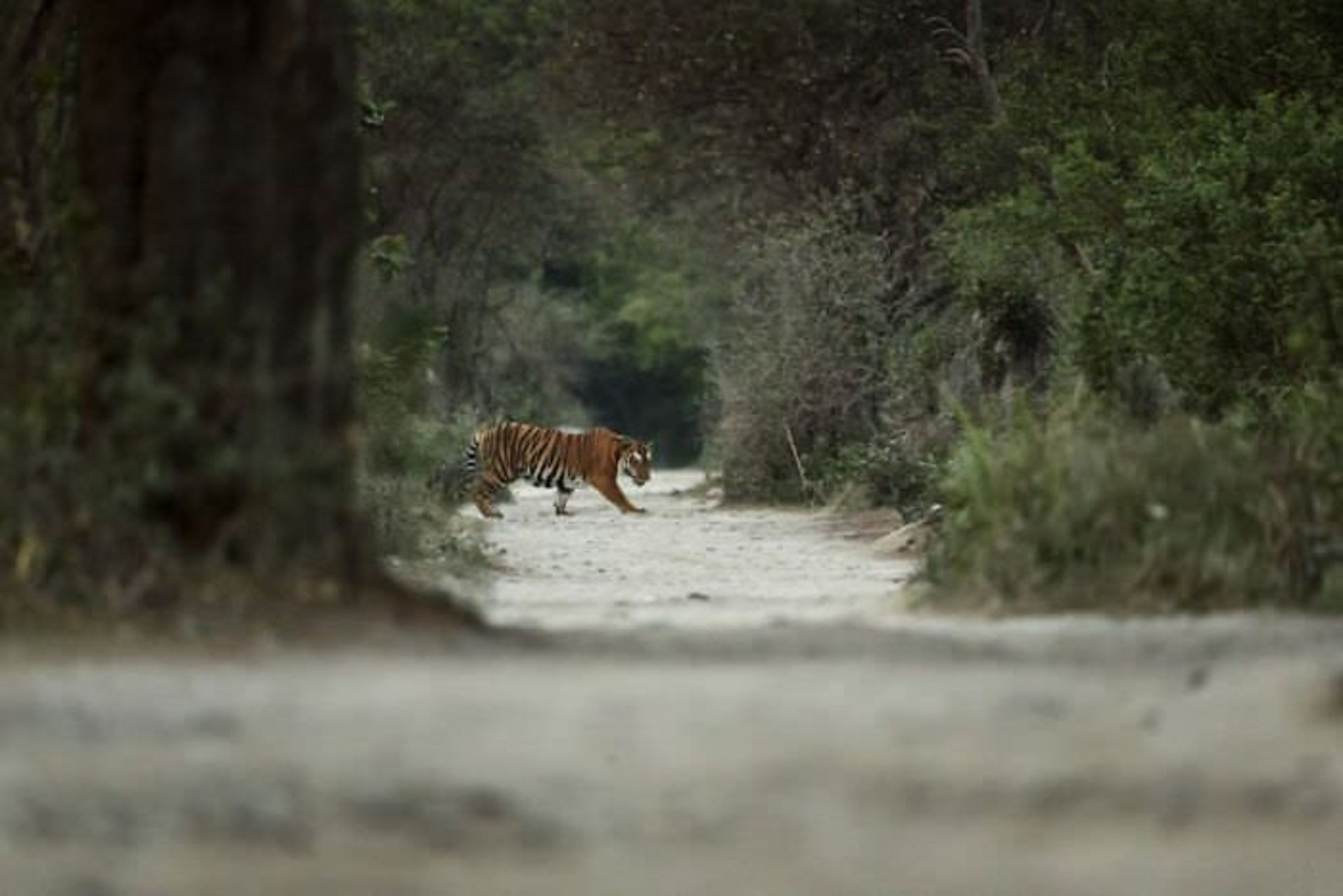 یک ببر وحشی  / اوری و هلی لاویلد گلمن