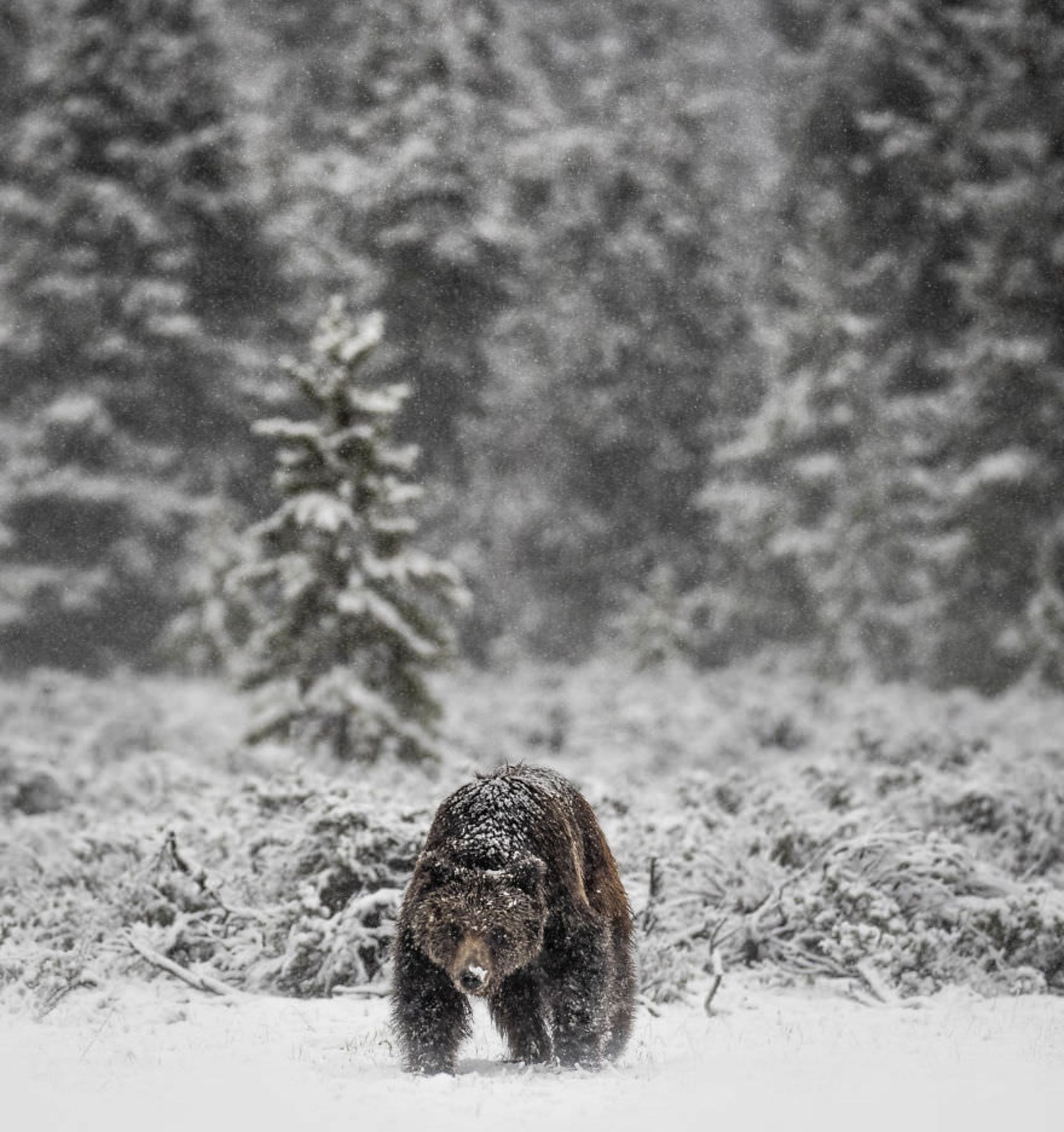 خرس گریزلی در زمستان/ بروک بارتلسون