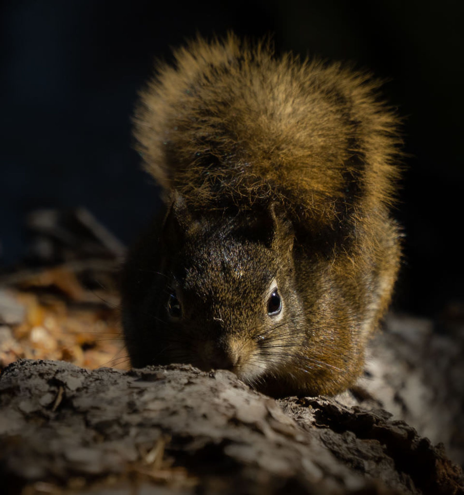سنجاب ترسو / بروک بارتلسون