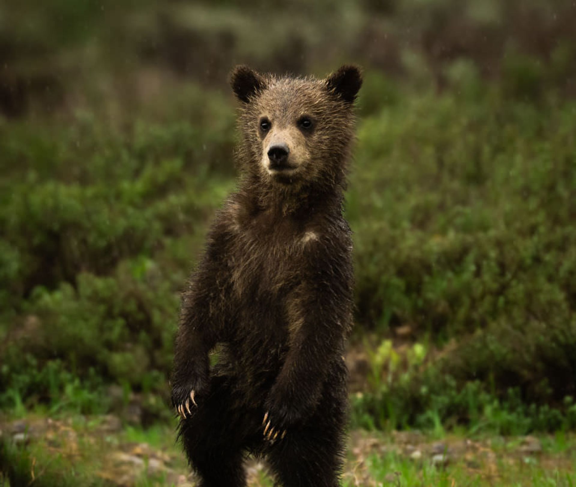 بچه خرس در طبیعت/ بروک بارتلسون