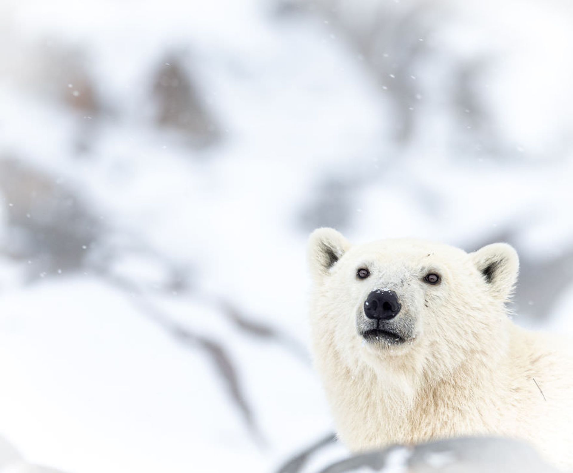 خرس قطبی در برف/ بروک بارتلسون