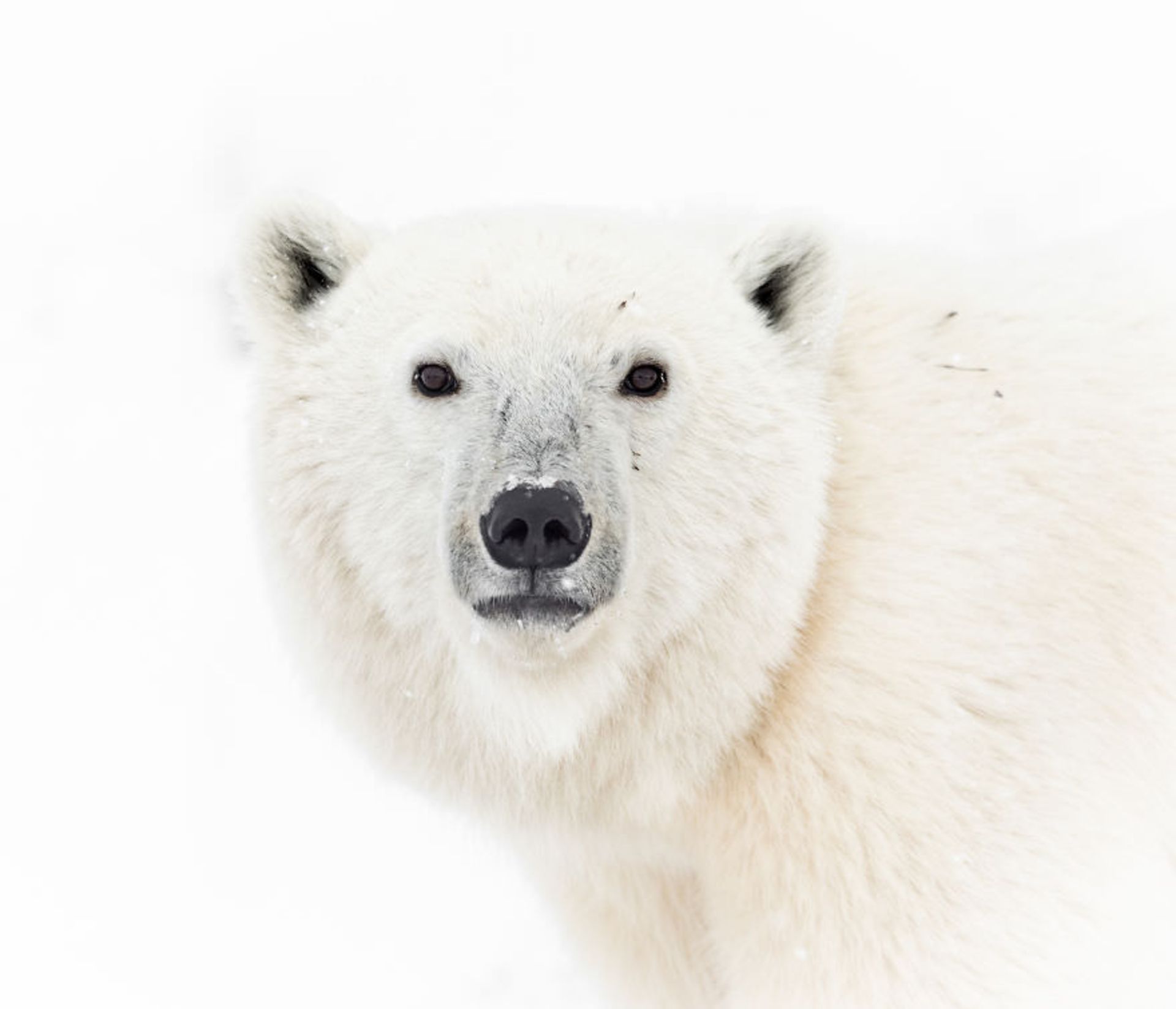 خرس قطبی / بروک بارتلسون