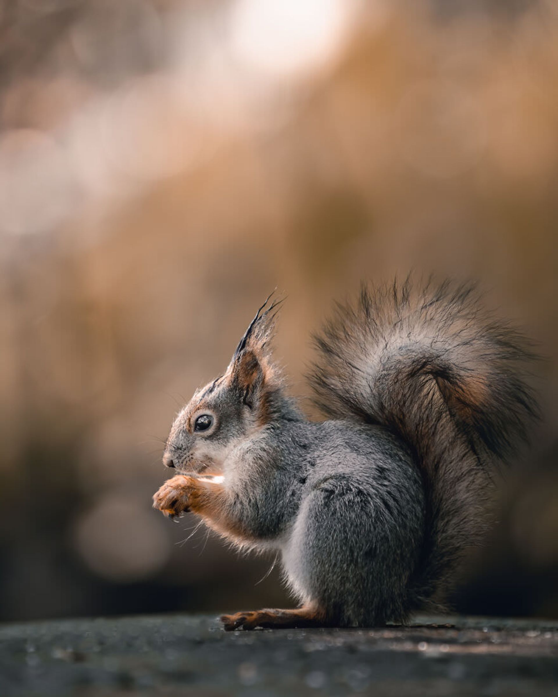 ایان گرانستروم/ سنجاب فنلاندی