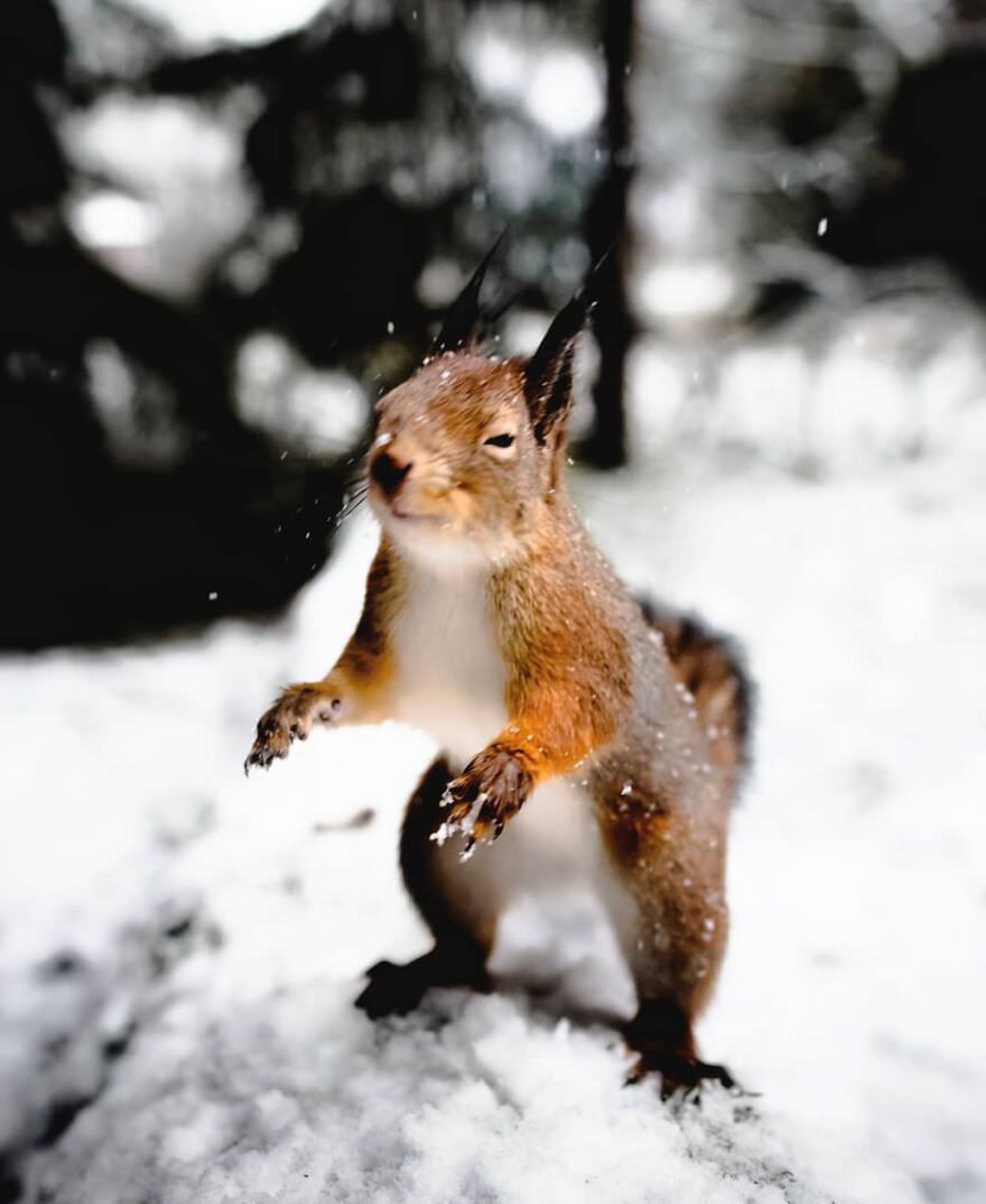 ایان گرانستروم/ سنجاب فنلاندی