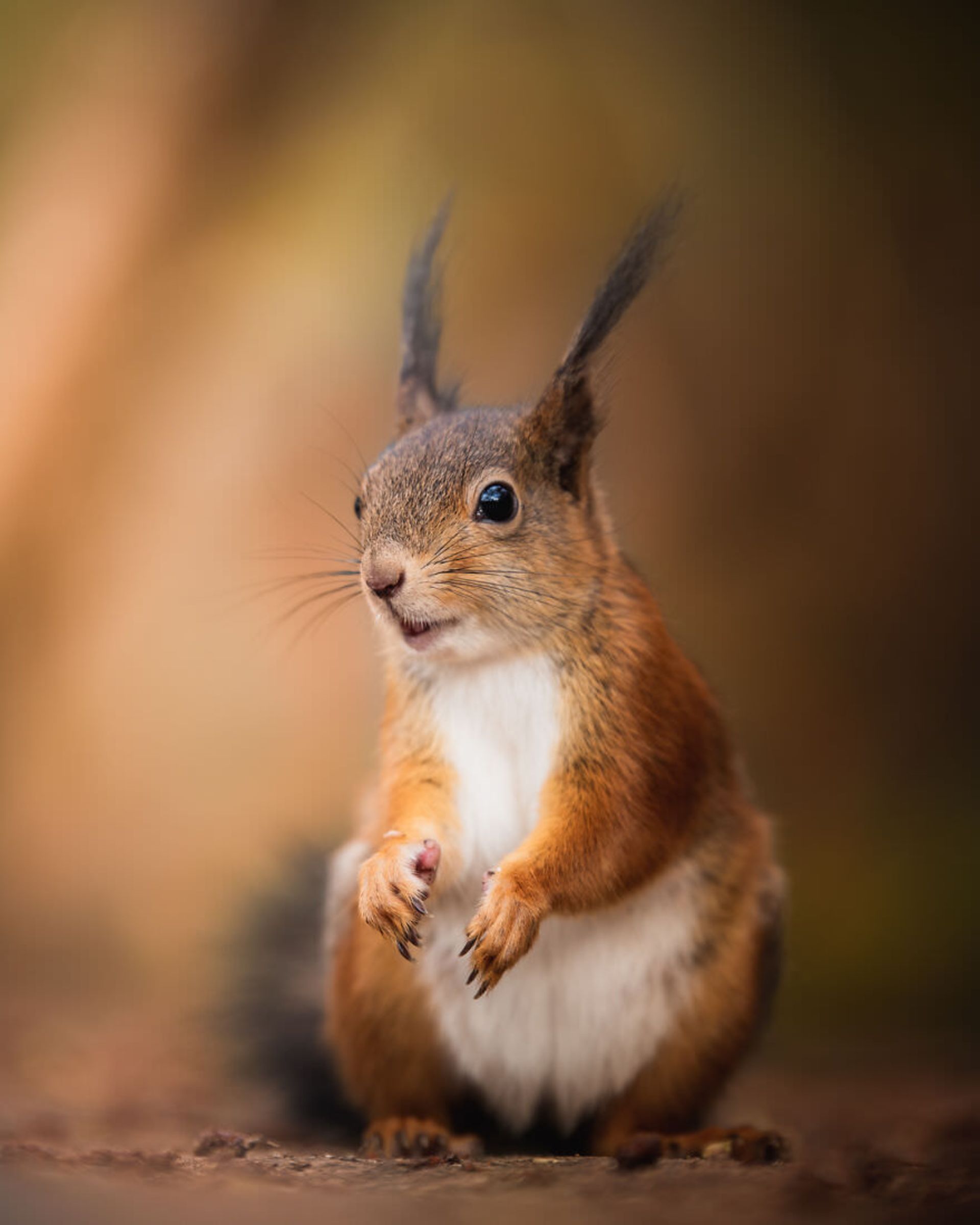 ایان گرانستروم/ سنجاب فنلاندی