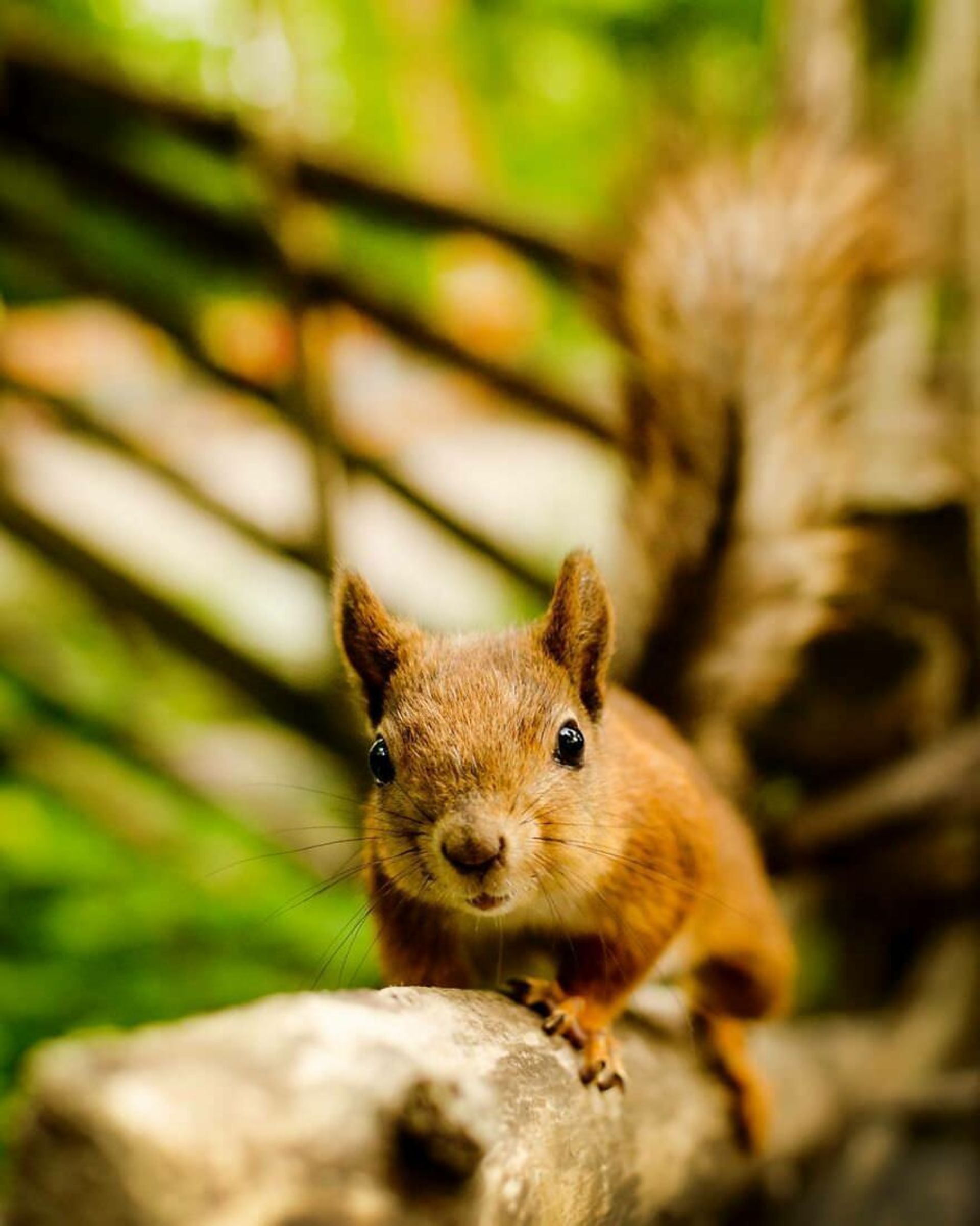 ایان گرانستروم/ سنجاب فنلاندی