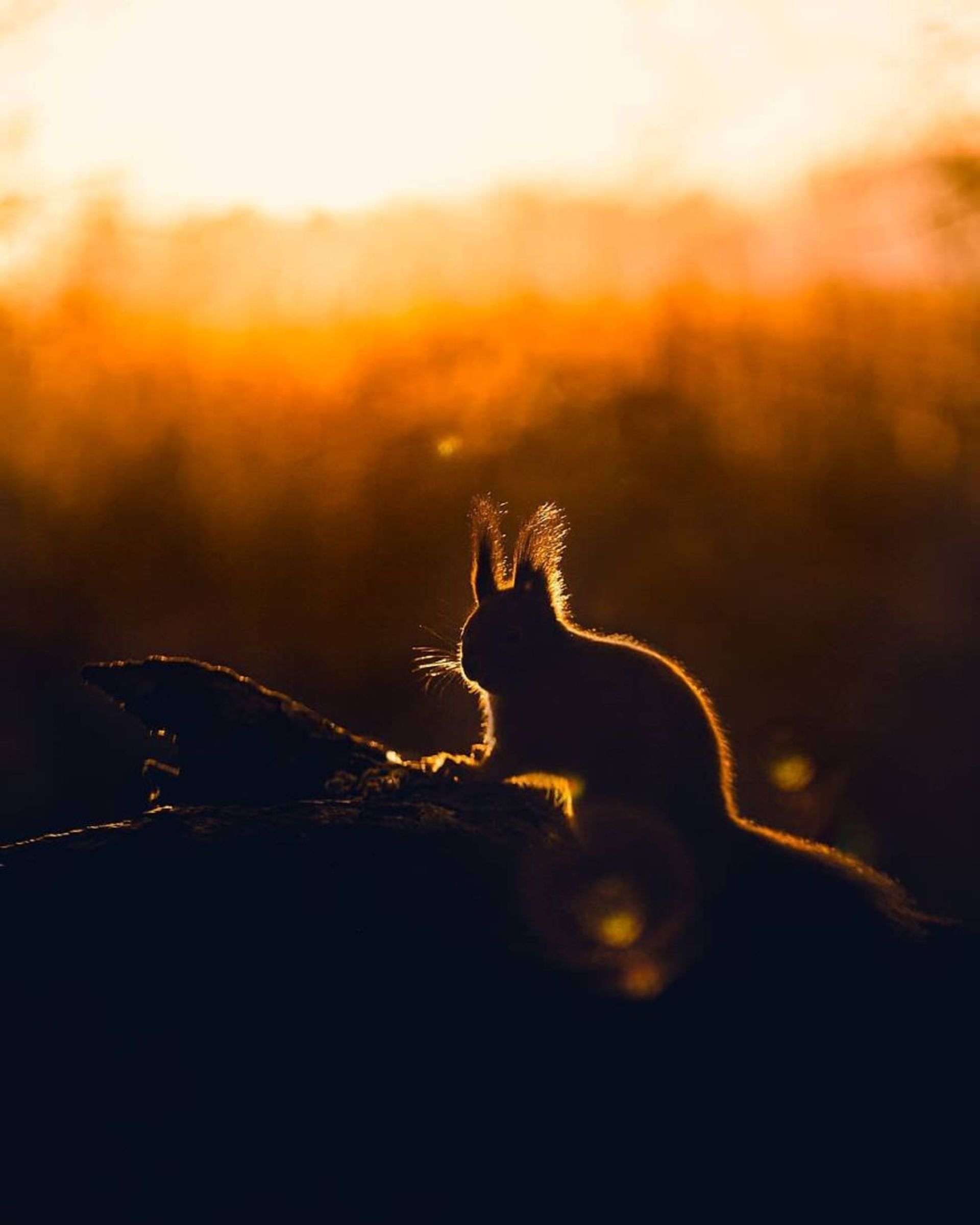 ایان گرانستروم/ سنجاب فنلاندی