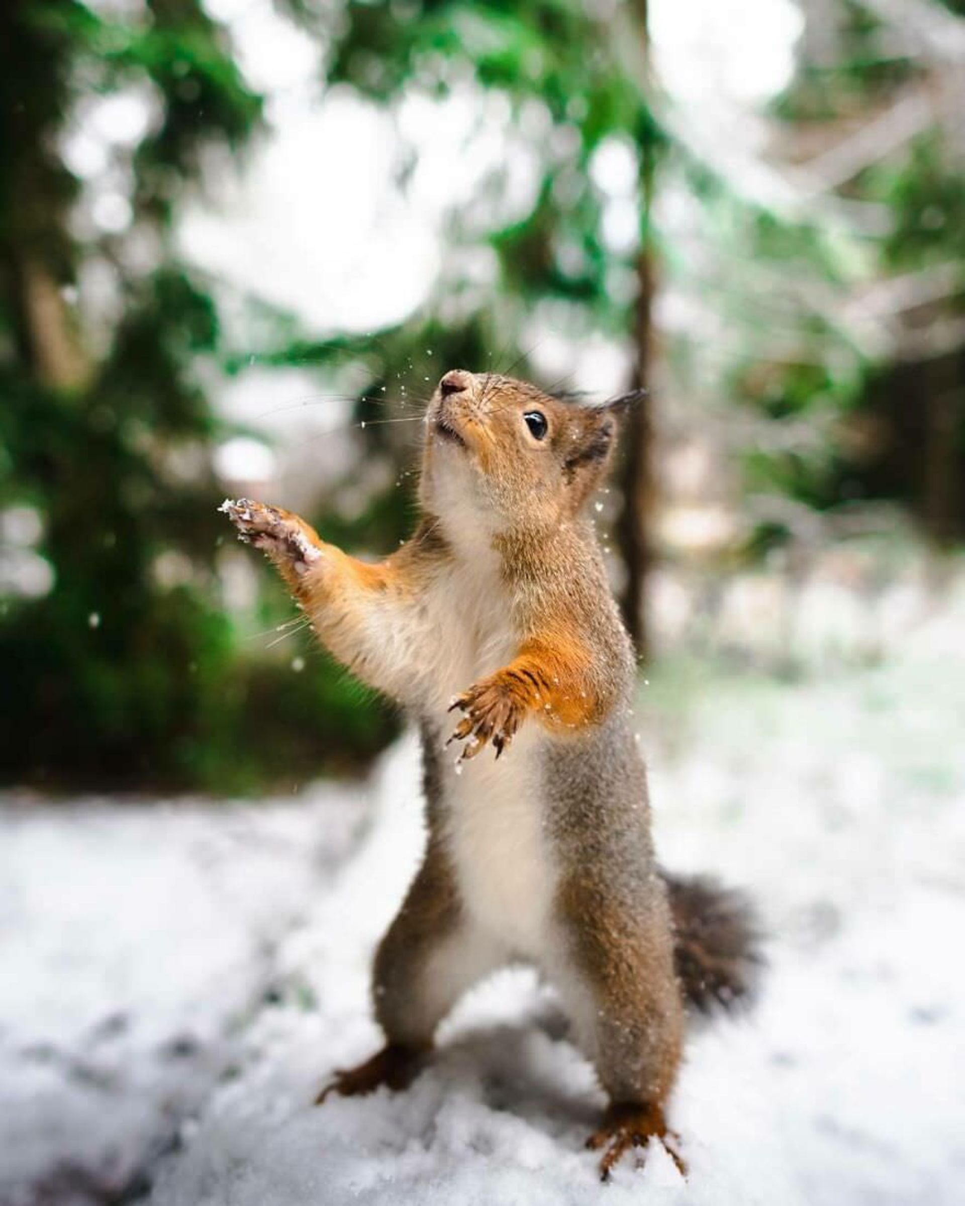 ایان گرانستروم/ سنجاب فنلاندی