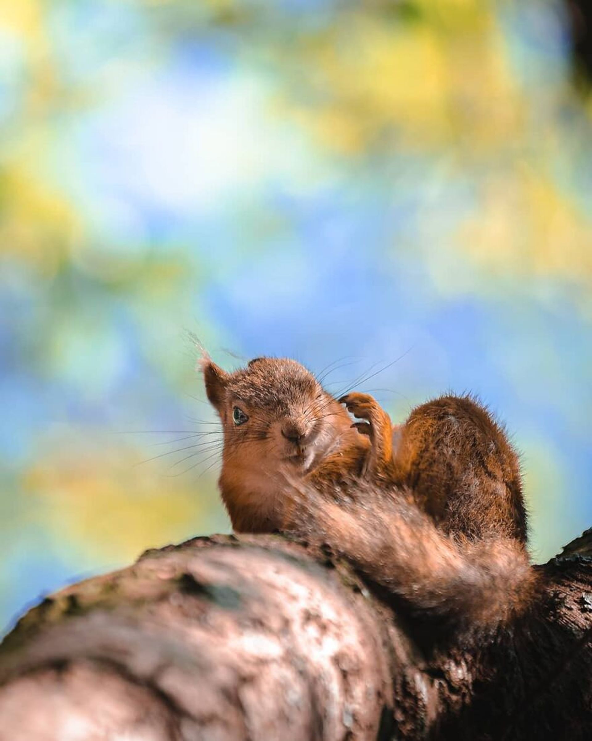 ایان گرانستروم/ سنجاب فنلاندی