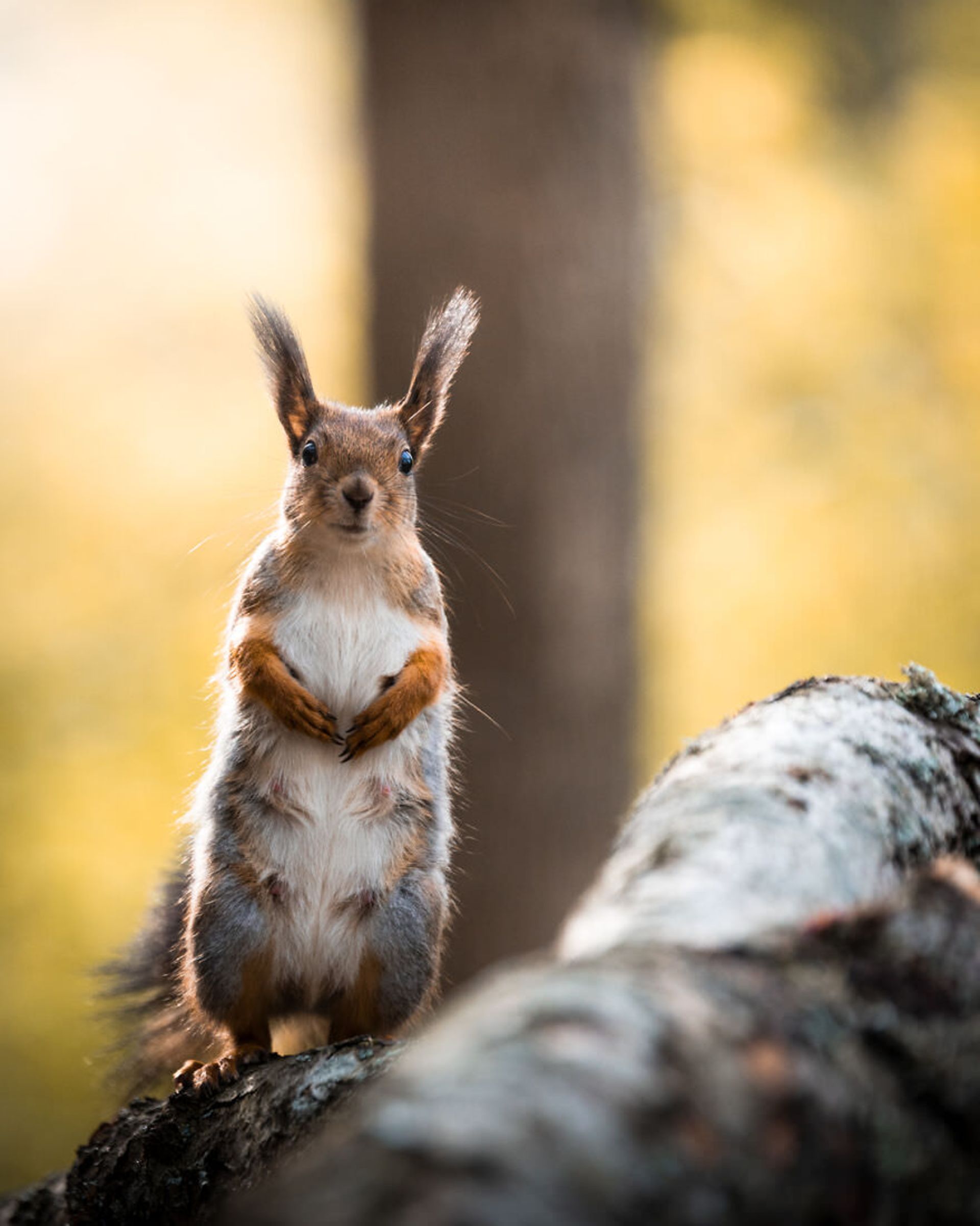 ایان گرانستروم/ سنجاب فنلاندی