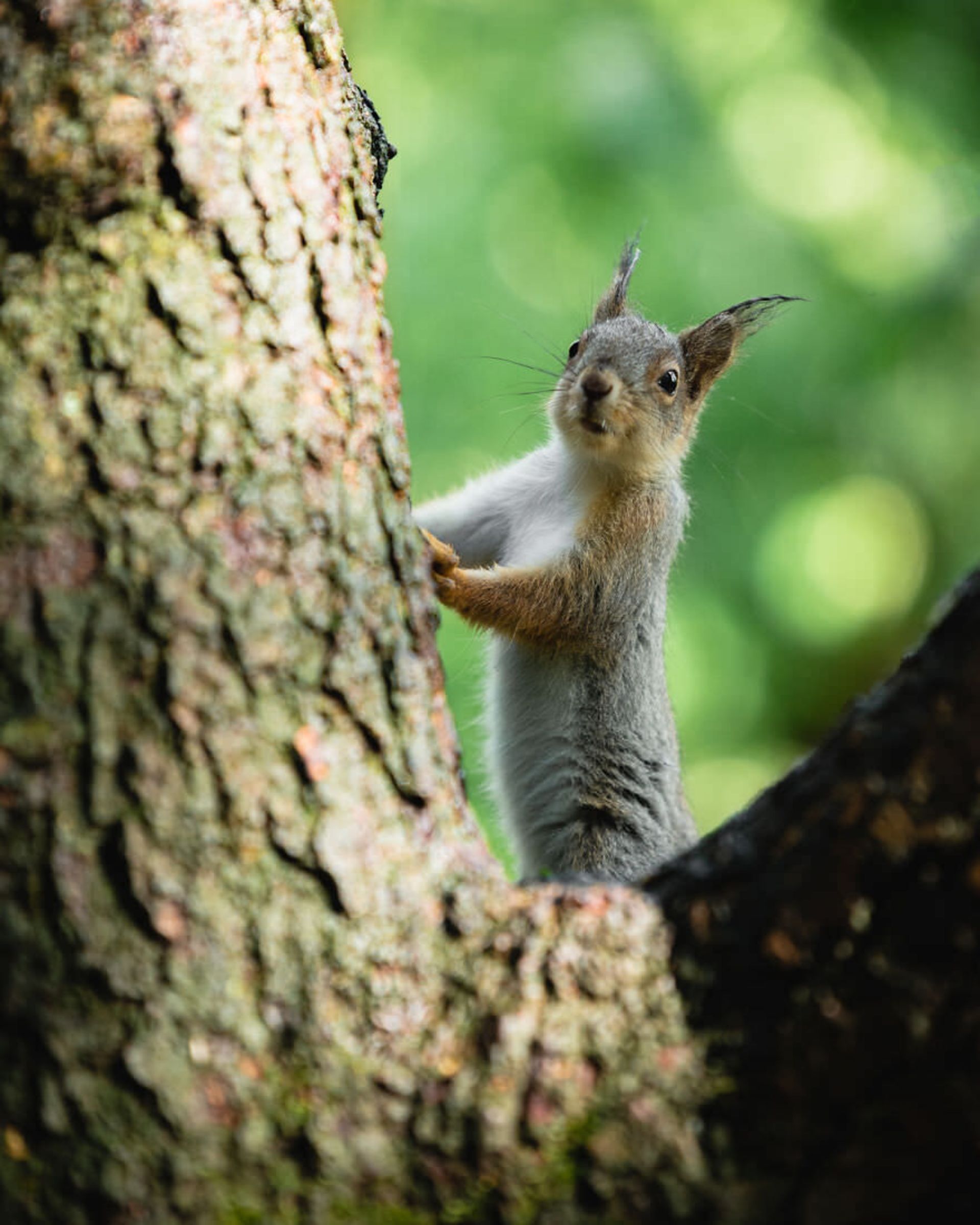ایان گرانستروم/ سنجاب فنلاندی