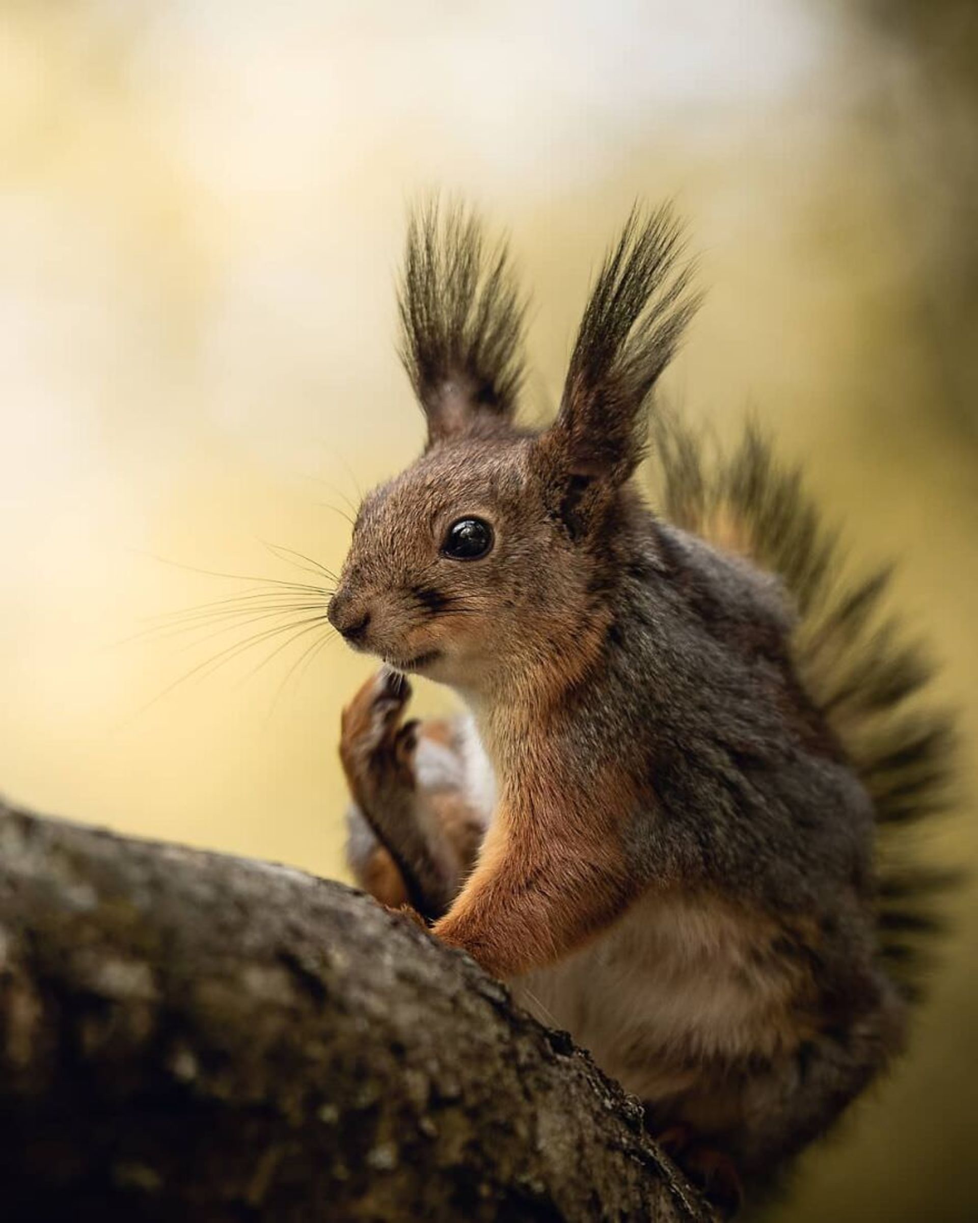ایان گرانستروم/ سنجاب فنلاندی