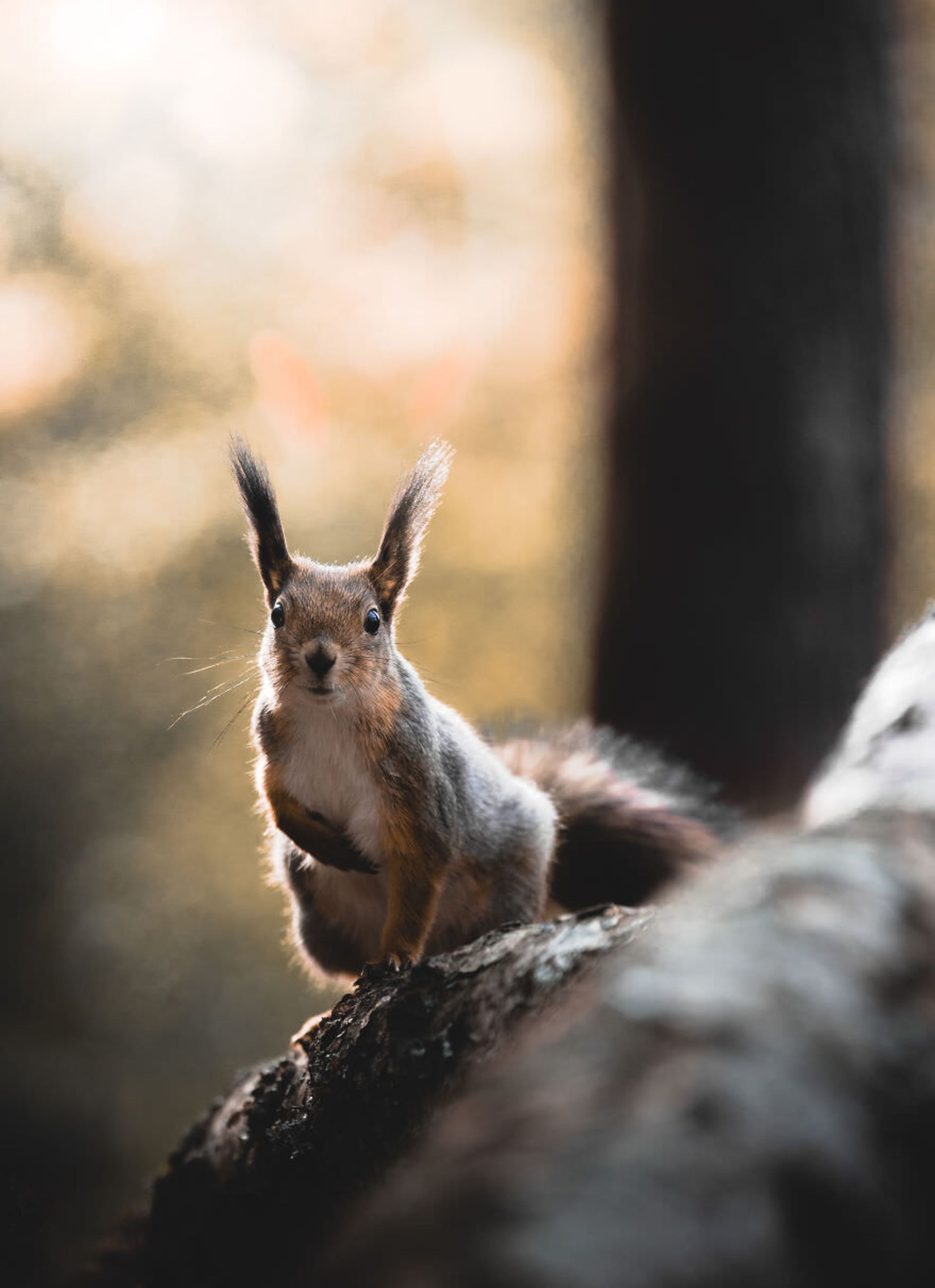 ایان گرانستروم/ سنجاب فنلاندی