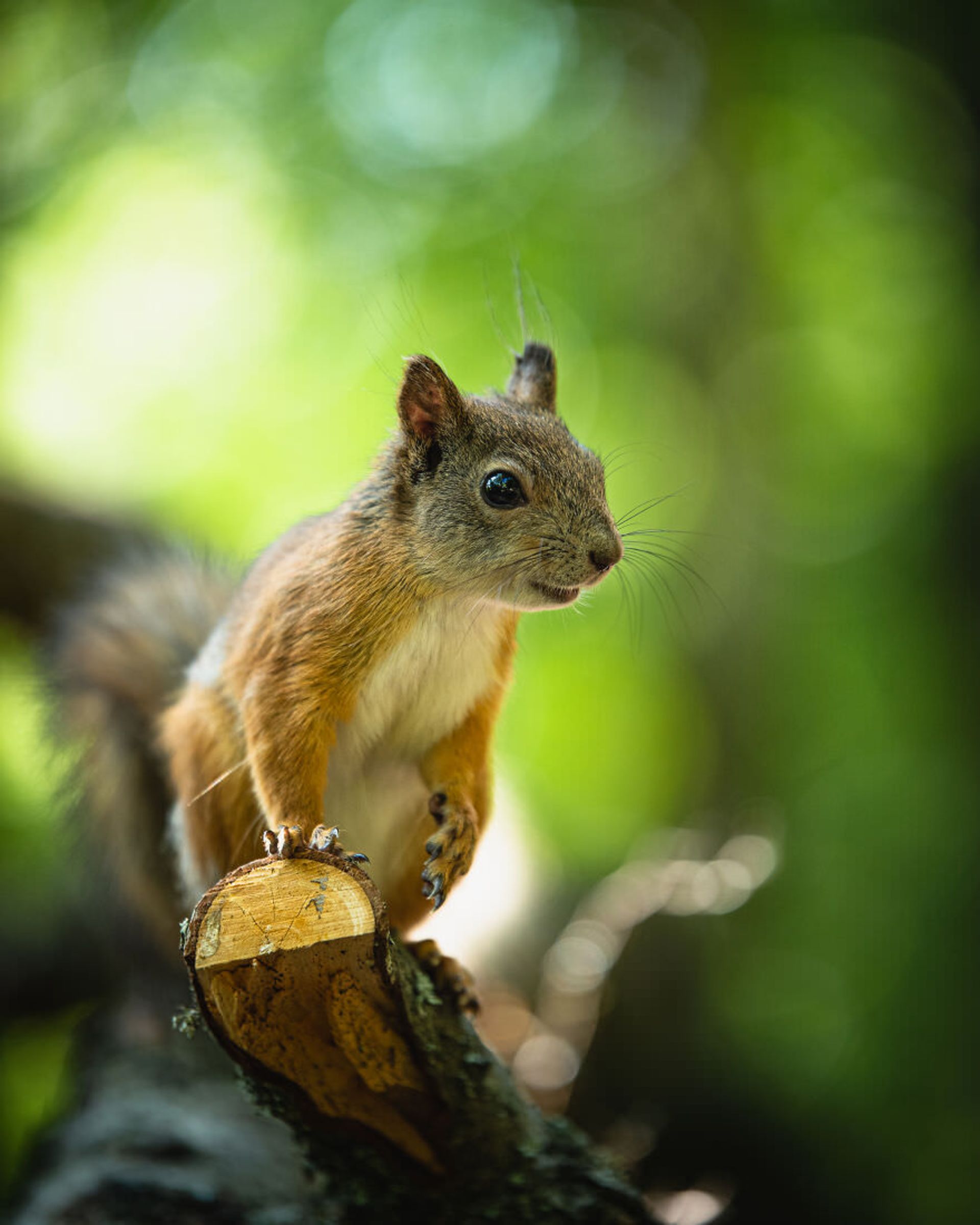 ایان گرانستروم/ سنجاب فنلاندی