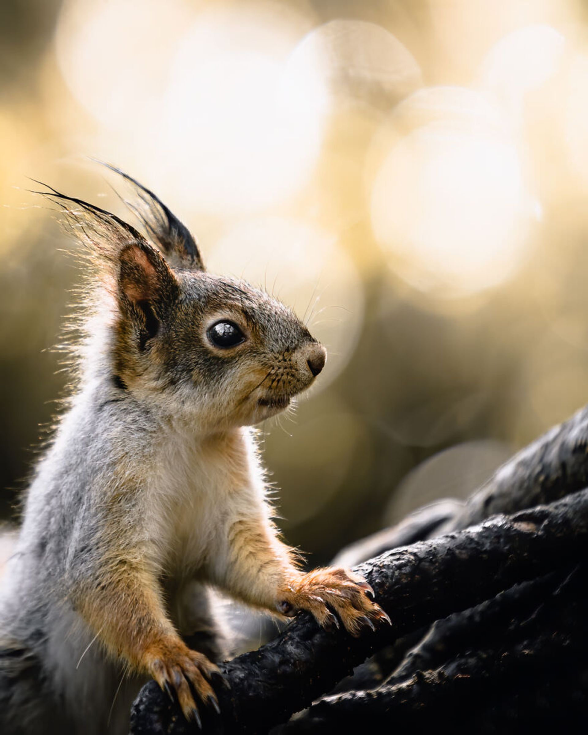 ایان گرانستروم/ سنجاب فنلاندی