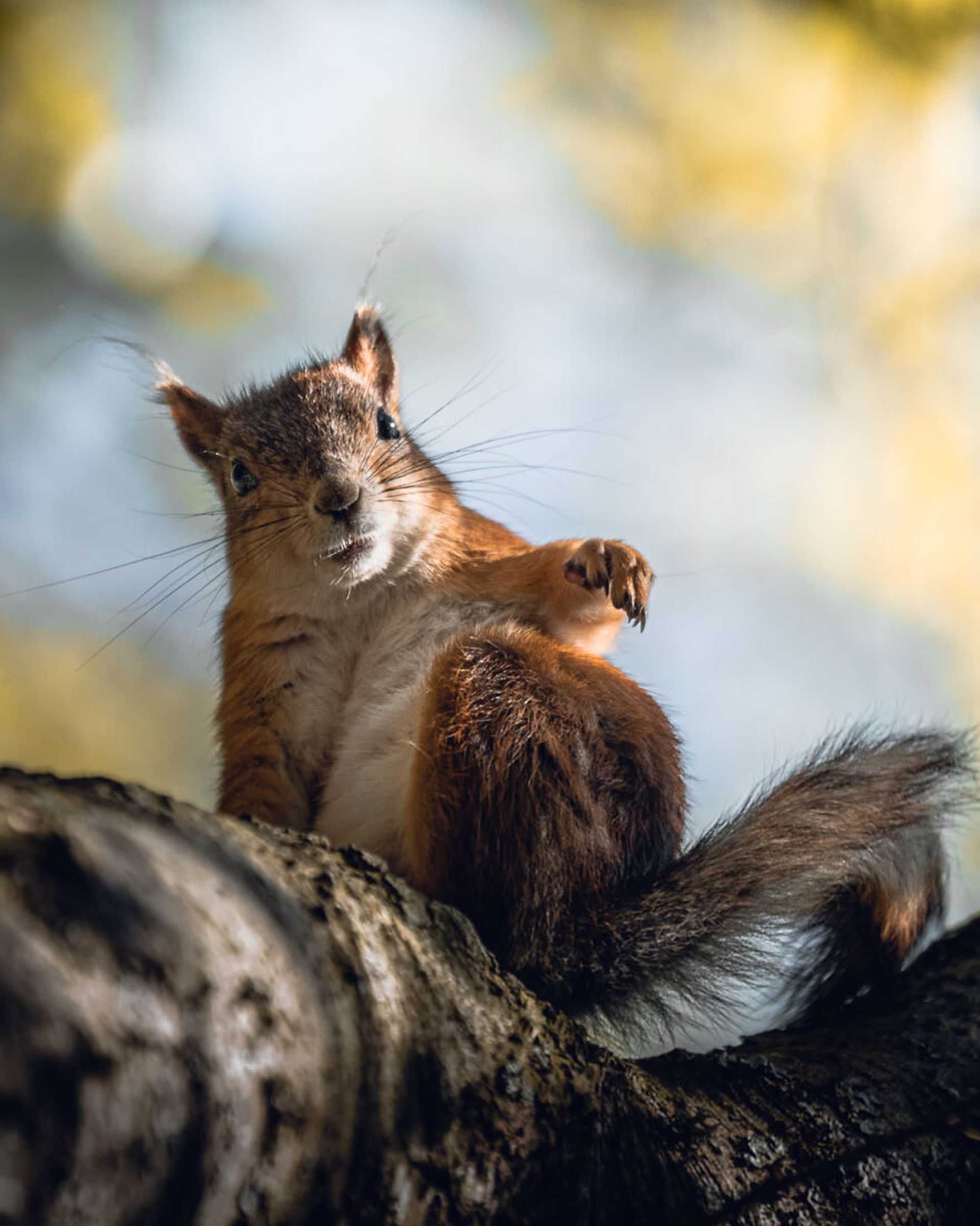 ایان گرانستروم/ سنجاب فنلاندی