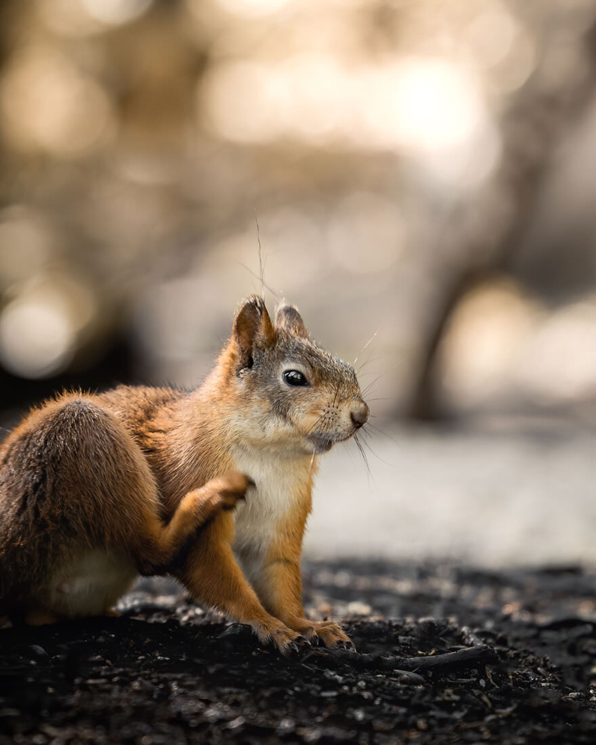 ایان گرانستروم/ سنجاب فنلاندی