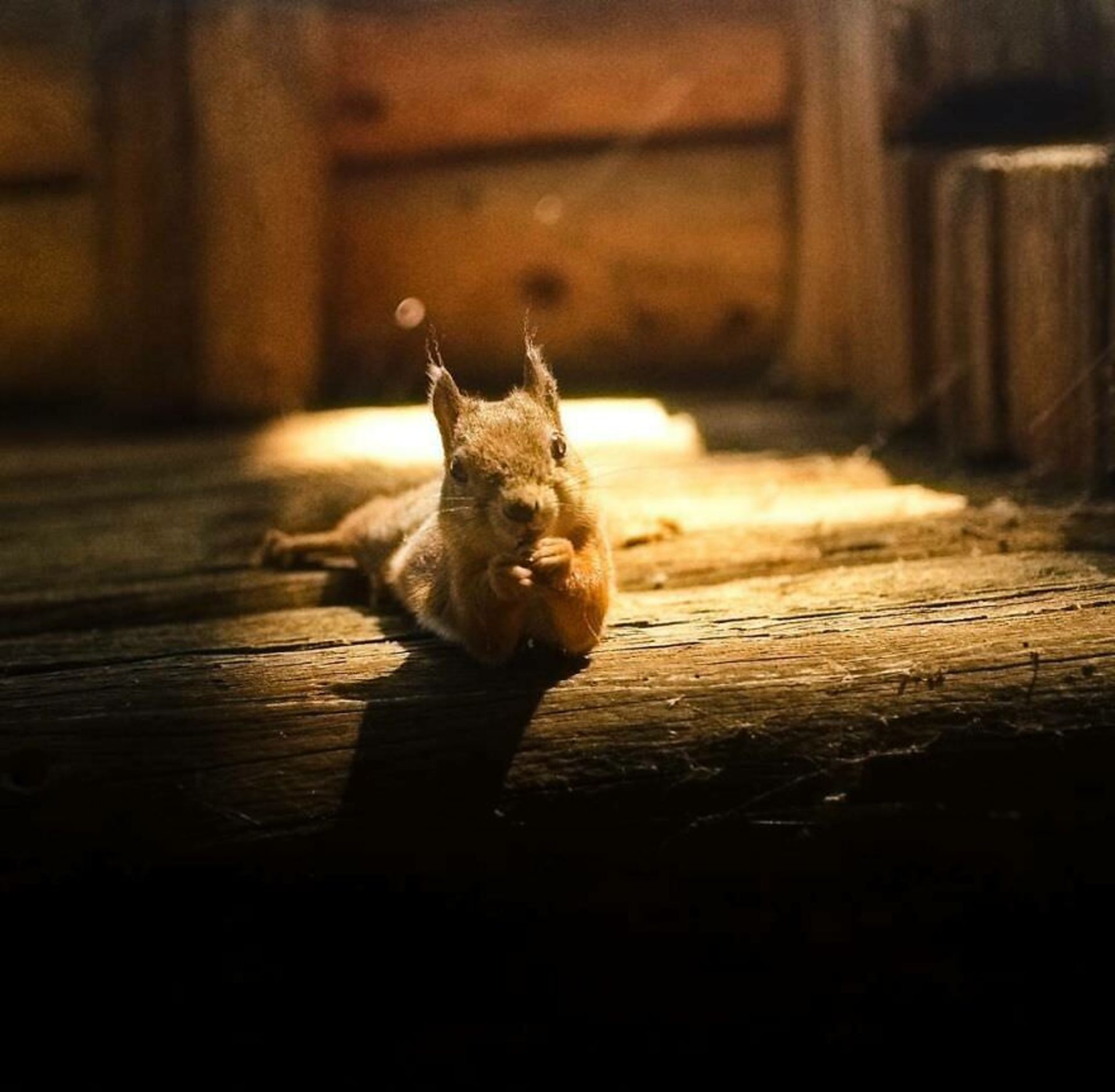 ایان گرانستروم/ سنجاب فنلاندی