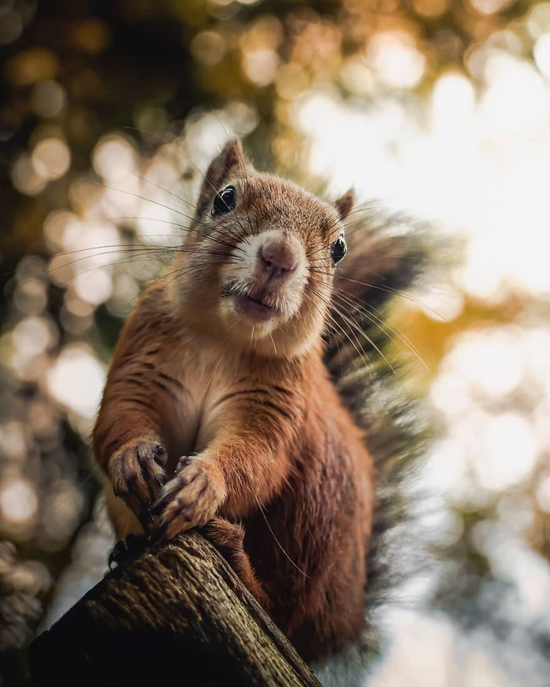 ایان گرانستروم/ سنجاب فنلاندی