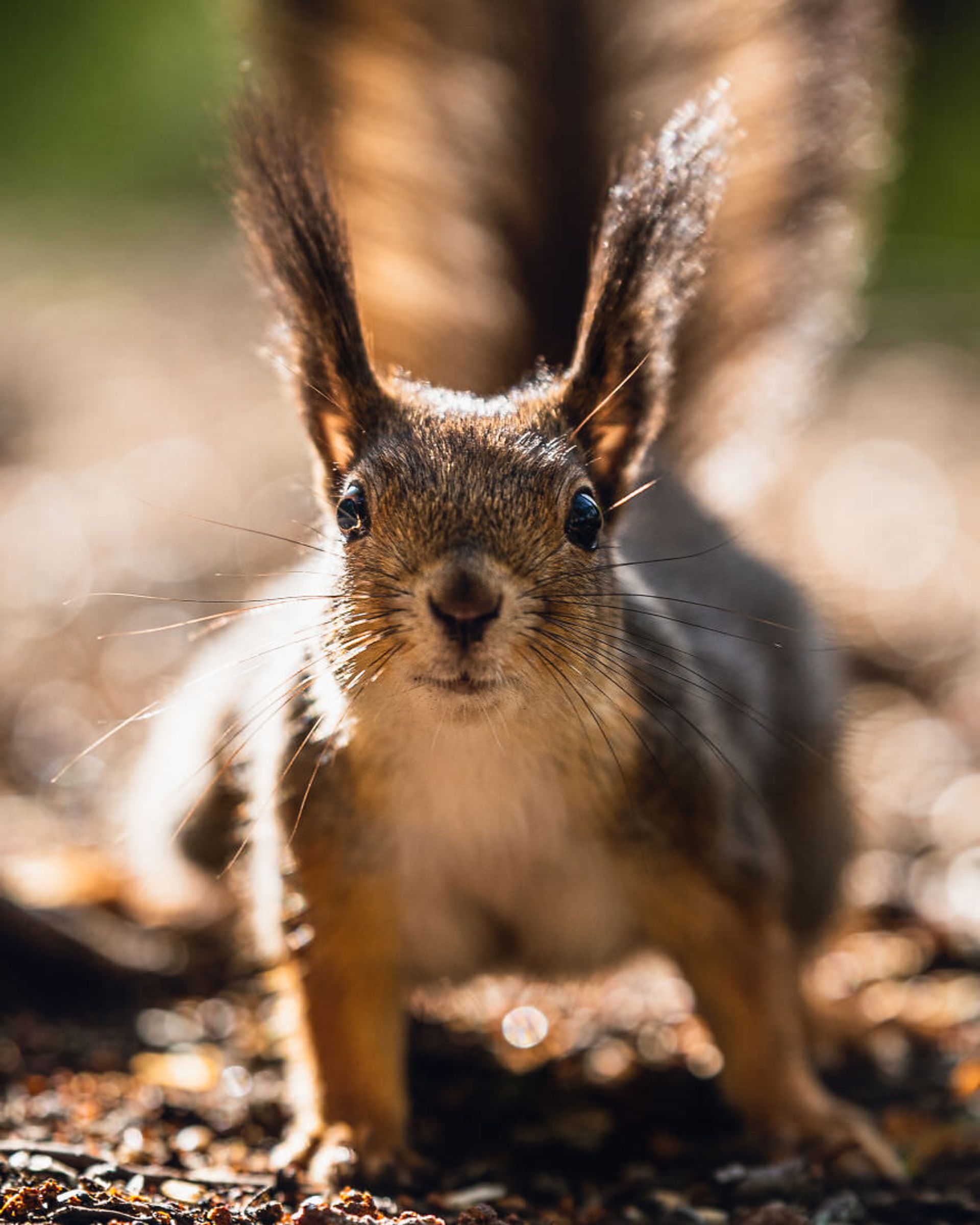 ایان گرانستروم/ سنجاب فنلاندی