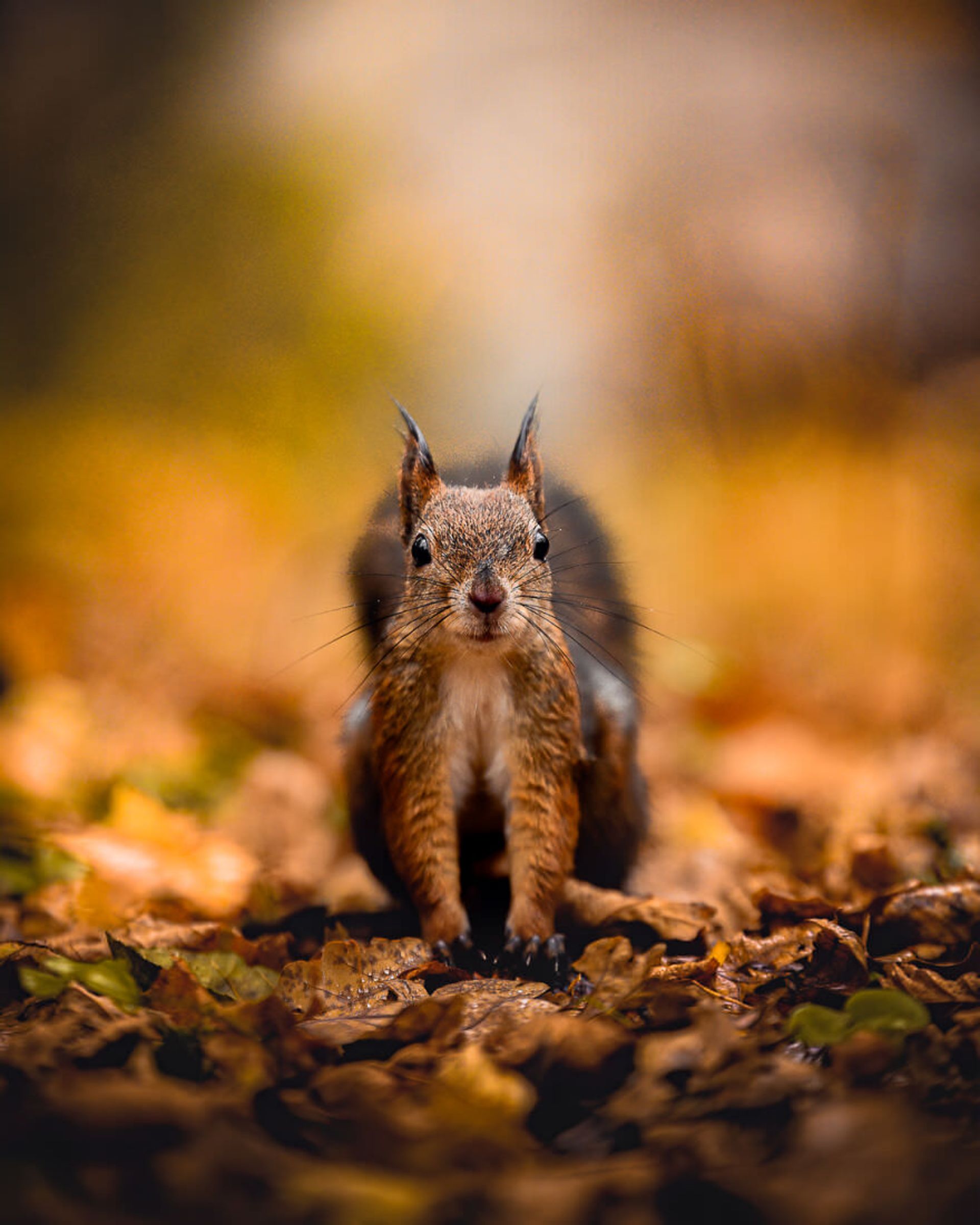 ایان گرانستروم/ سنجاب فنلاندی