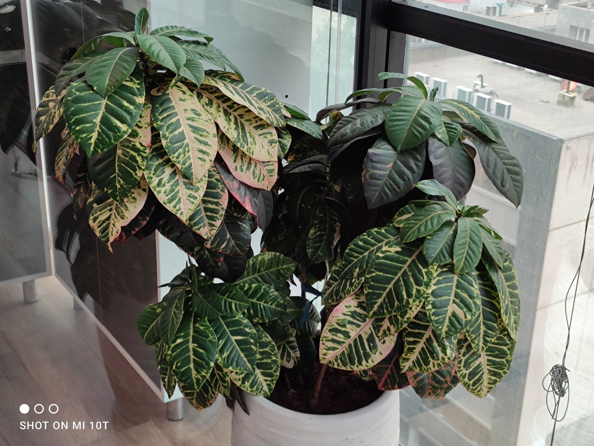 نمونه عکس دوربین اصلی شیائومی می 10 تی با زوم دو برابر - گلدان دفتر زومیت