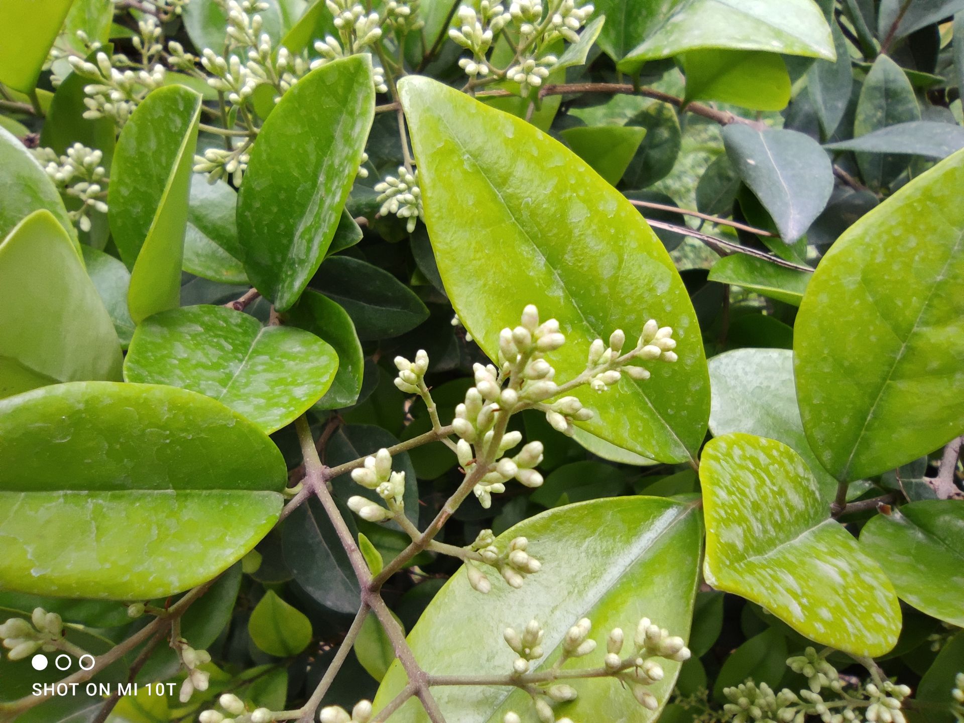 نمونه عکس دوربین مایکرو شیائومی می 10 تی - برگ و گیاهان