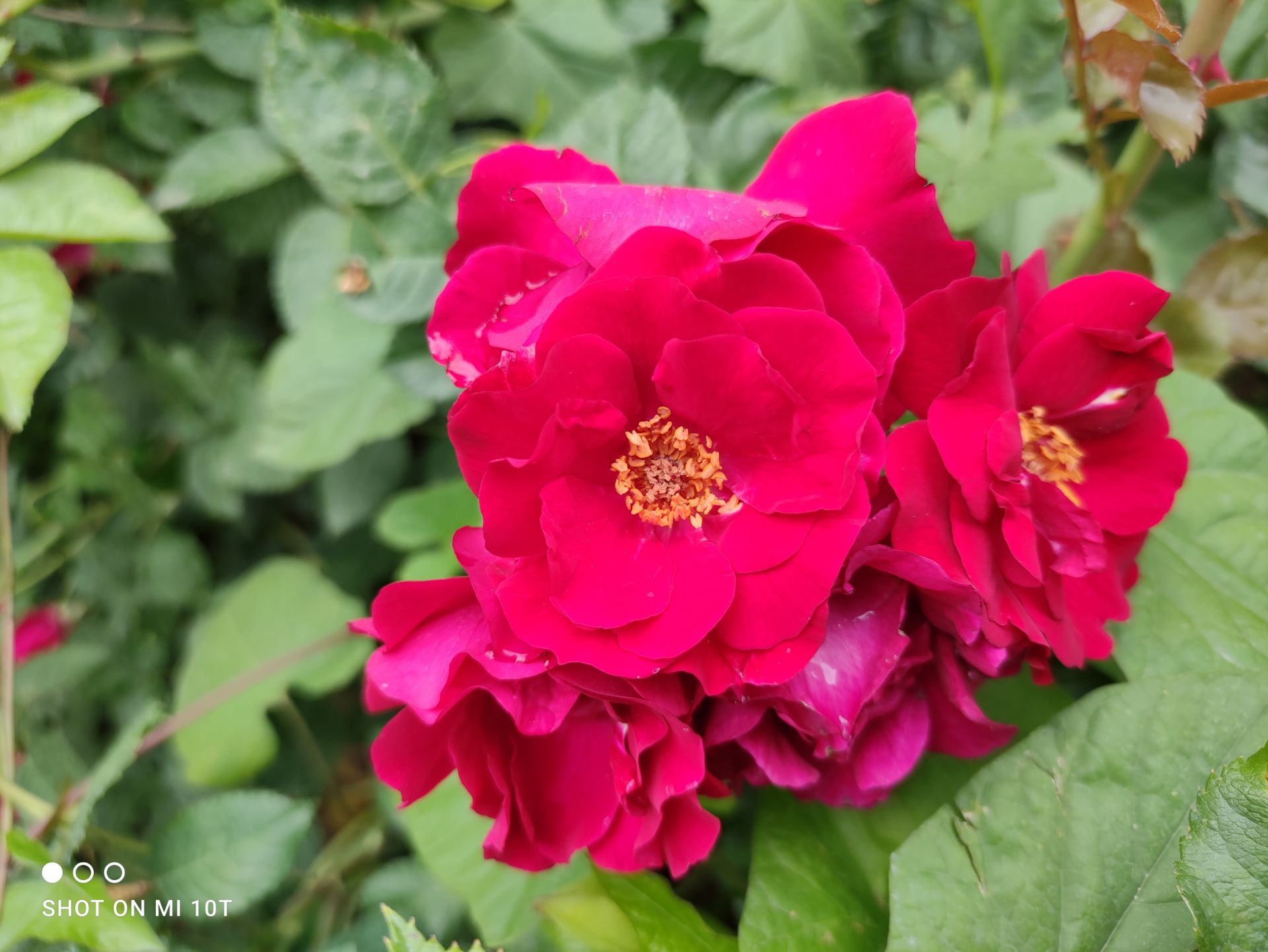 نمونه عکس دوربین مایکرو شیائومی می 10 تی - گل و گیاه