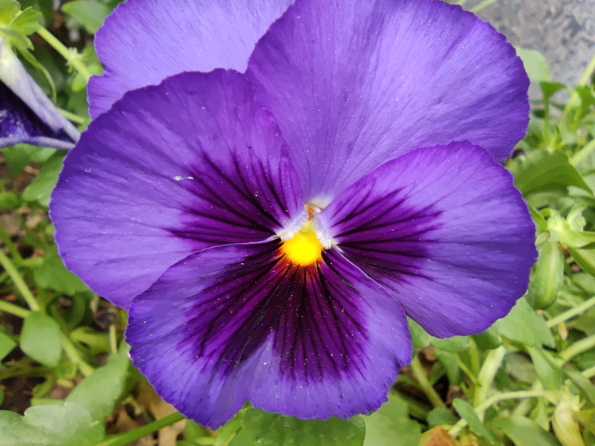 نمونه عکس دوربین مایکرو شیائومی می 10 تی - گل بنفشه