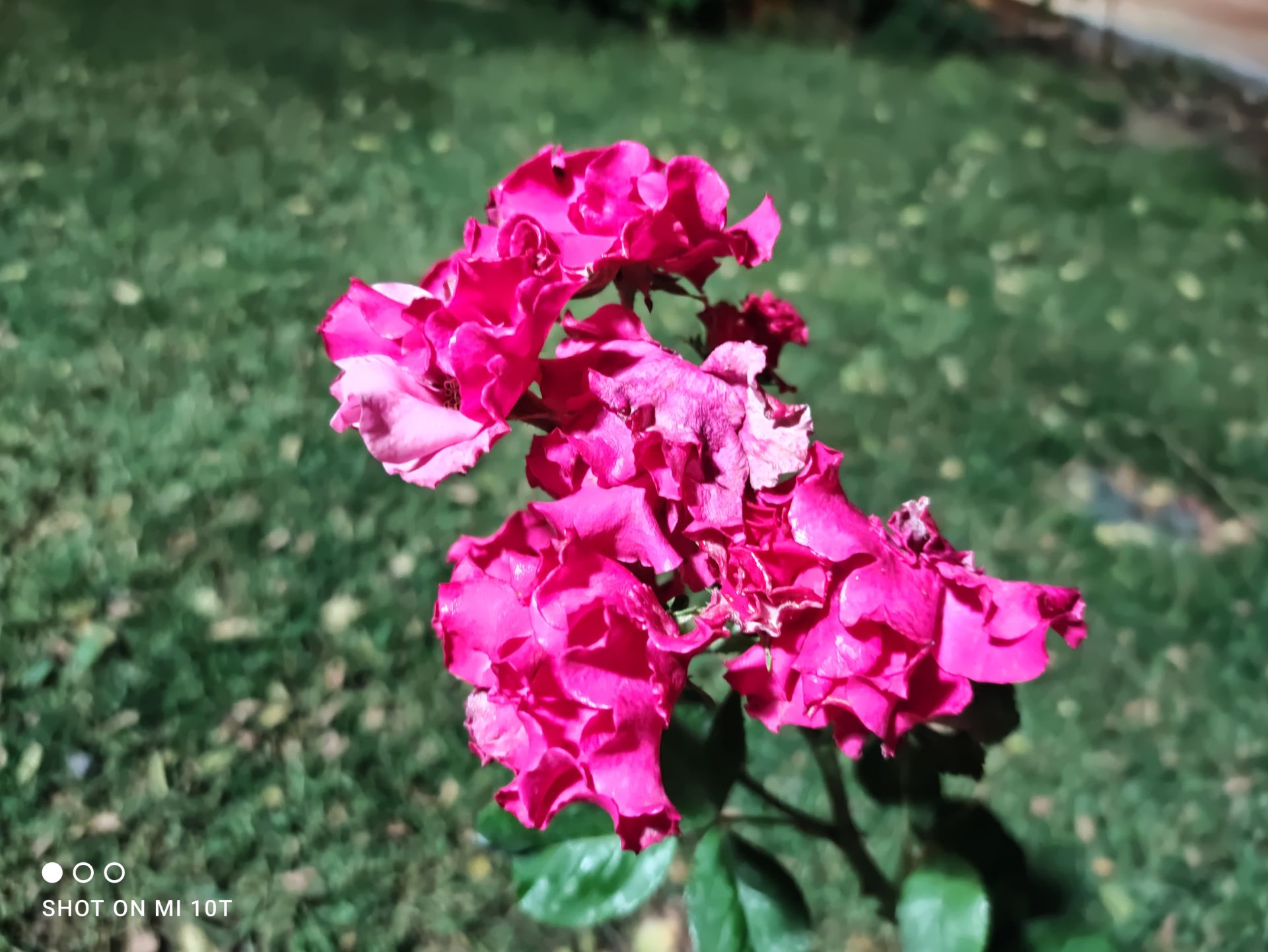 نمونه عکس دوربین اصلی شیائومی می 10 تی - نمای نزدیک از گل