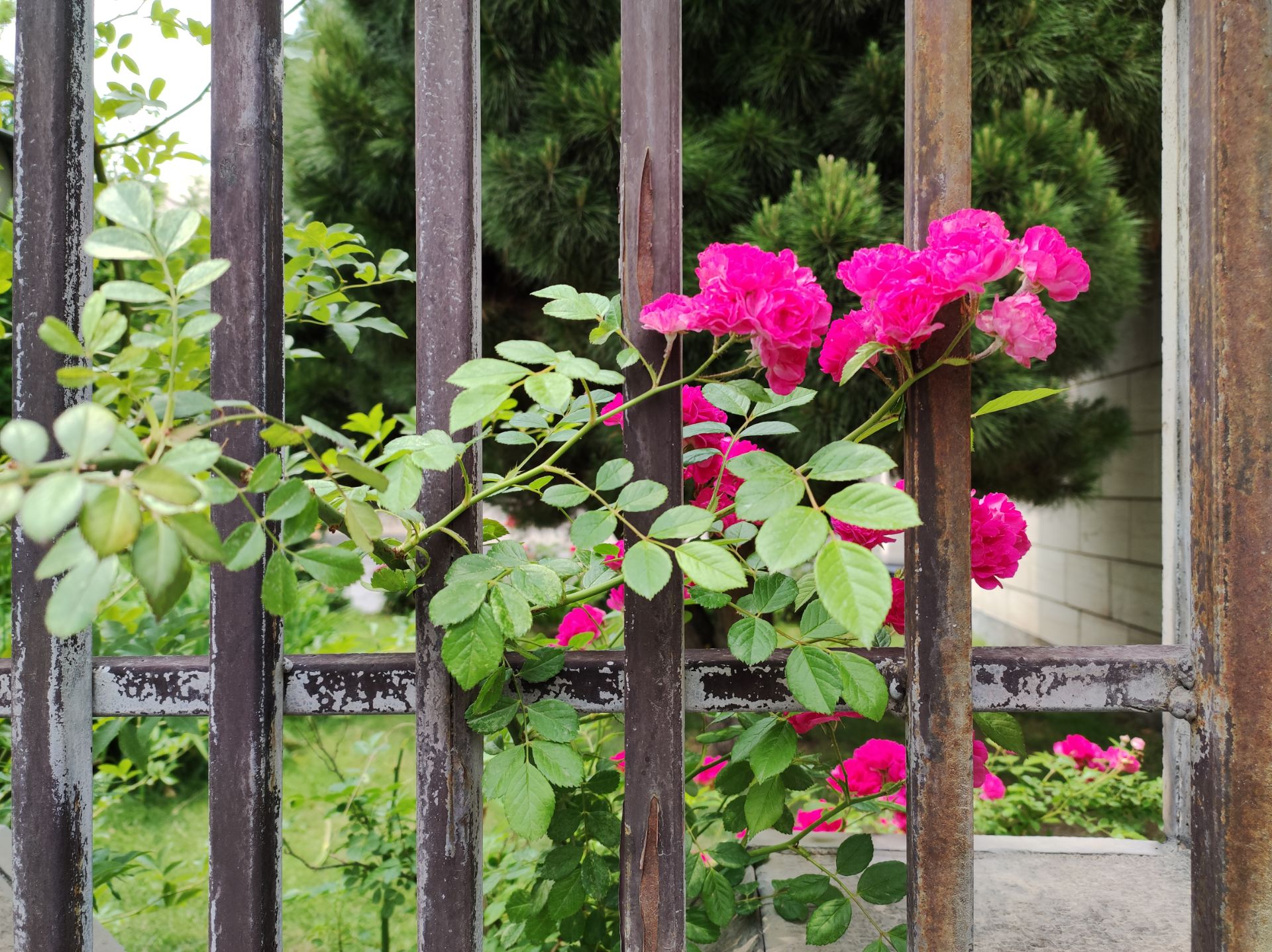 نمونه عکس دوربین اصلی می ۱۱ لایت شیائومی در روشنایی روز - گل‌های بیرون‌زده از حفاظ میله‌ای